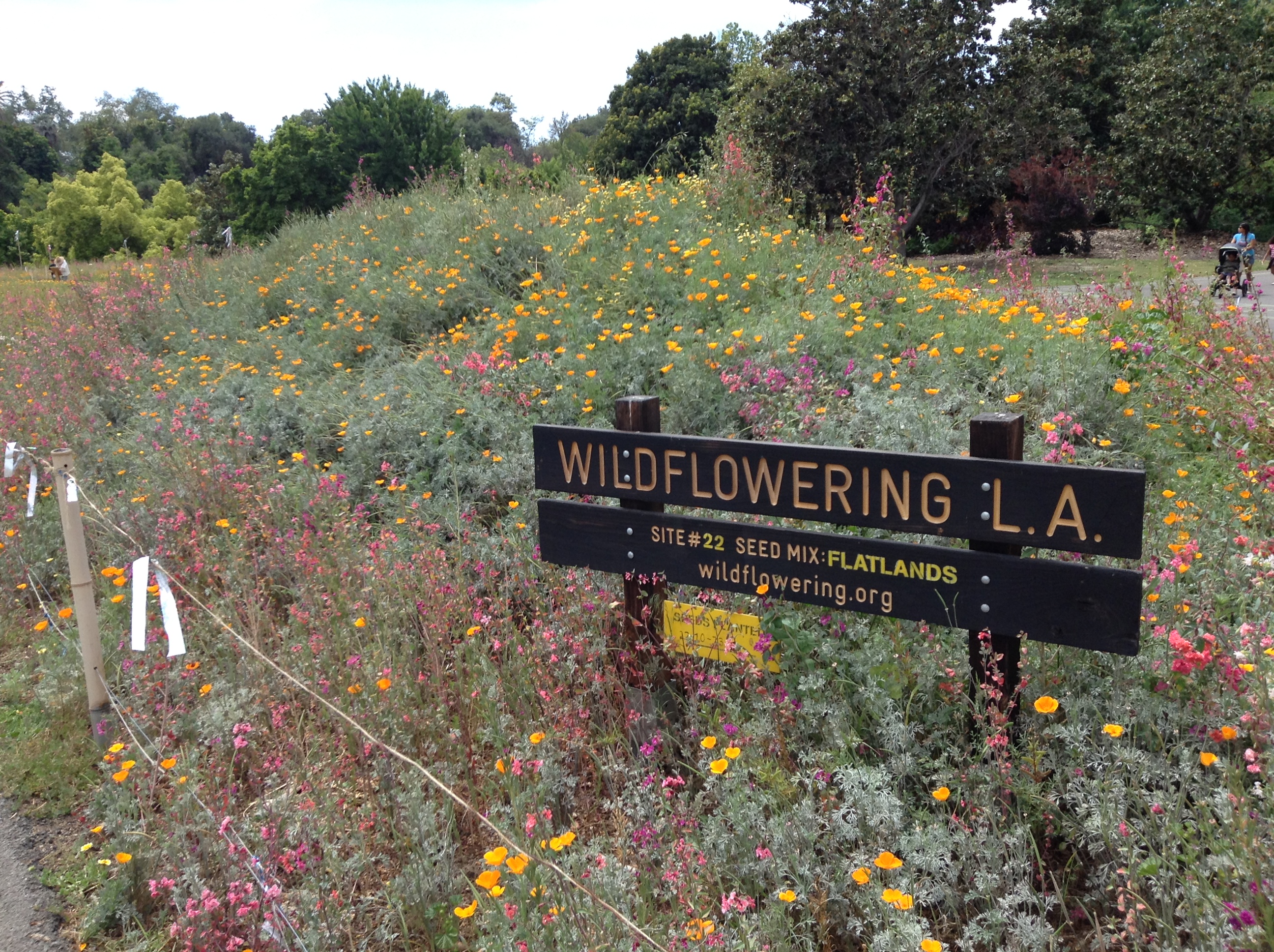 Wild Flowers