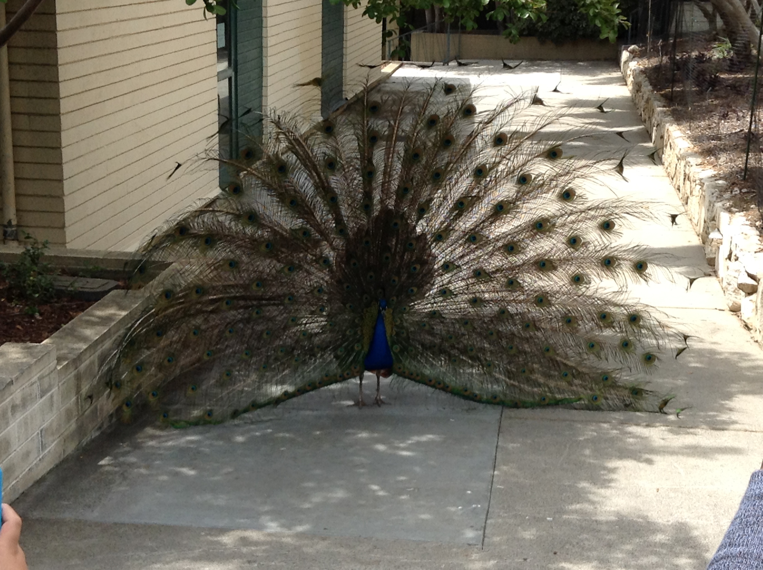 Peacock