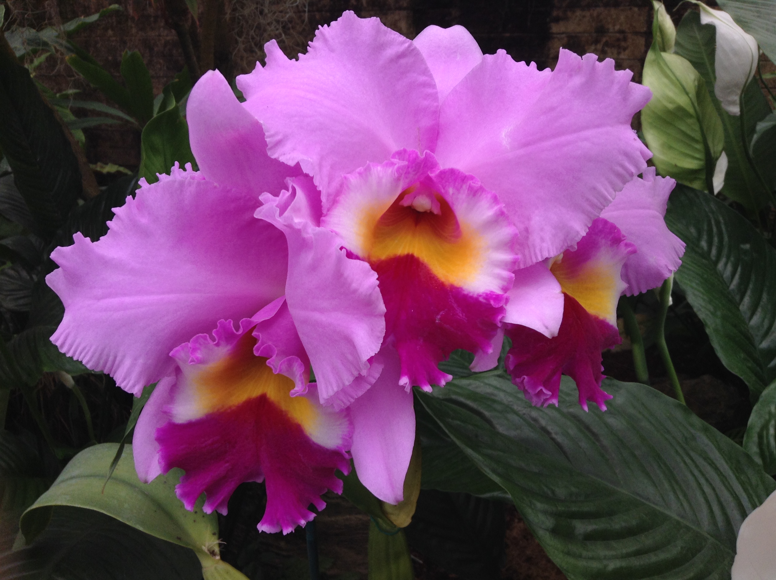 Orchid?