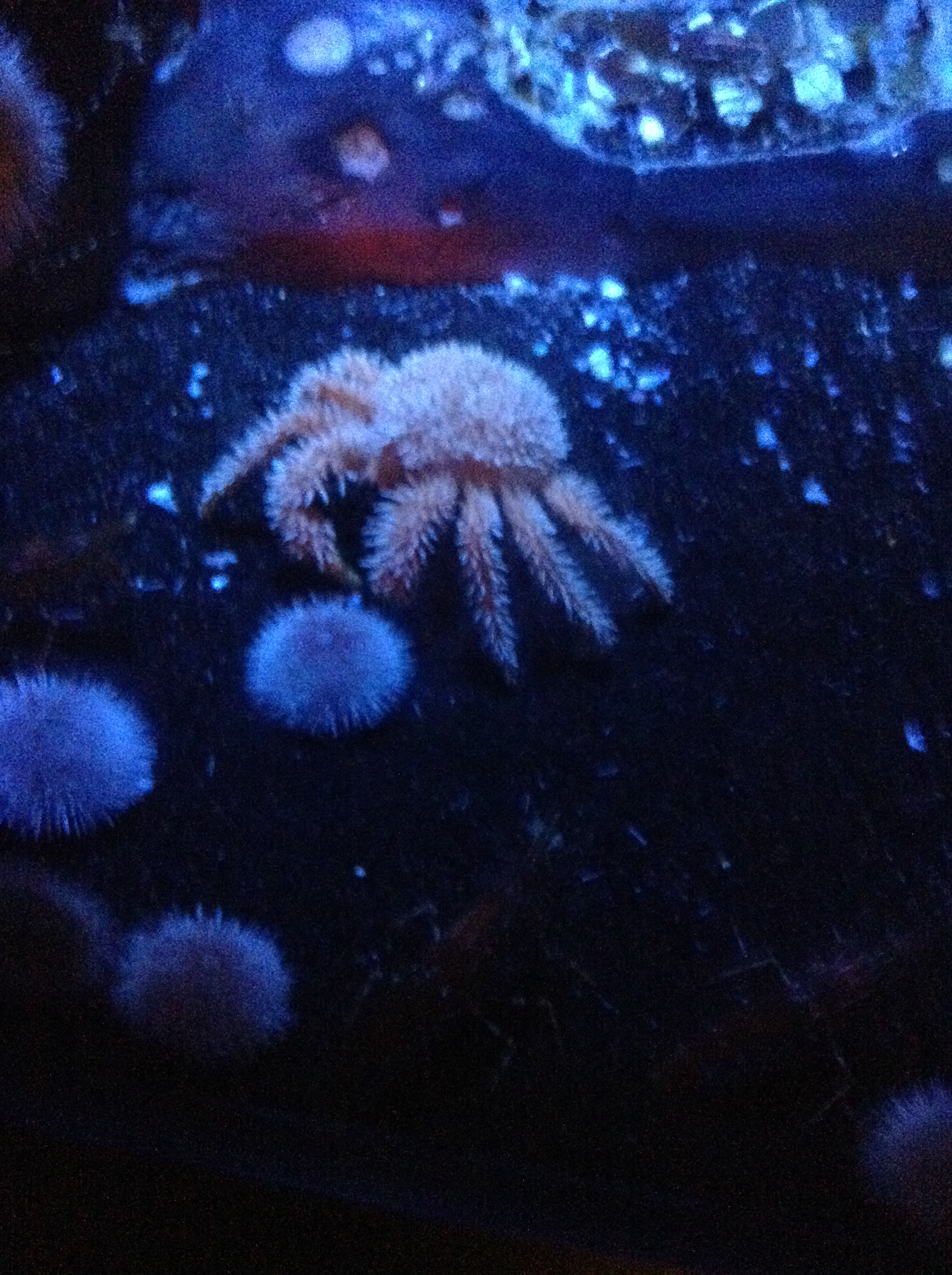 Crab