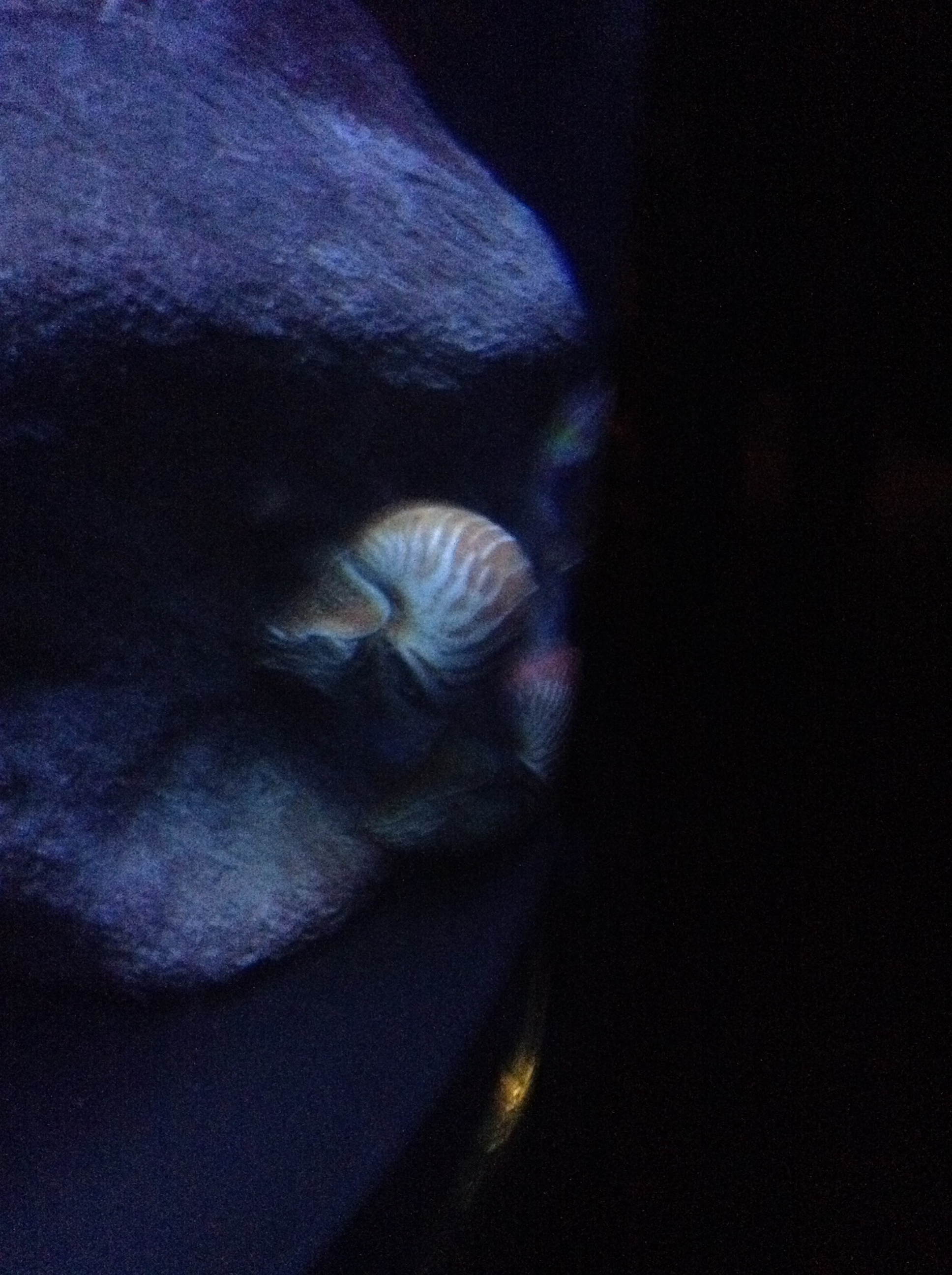 Nautilus