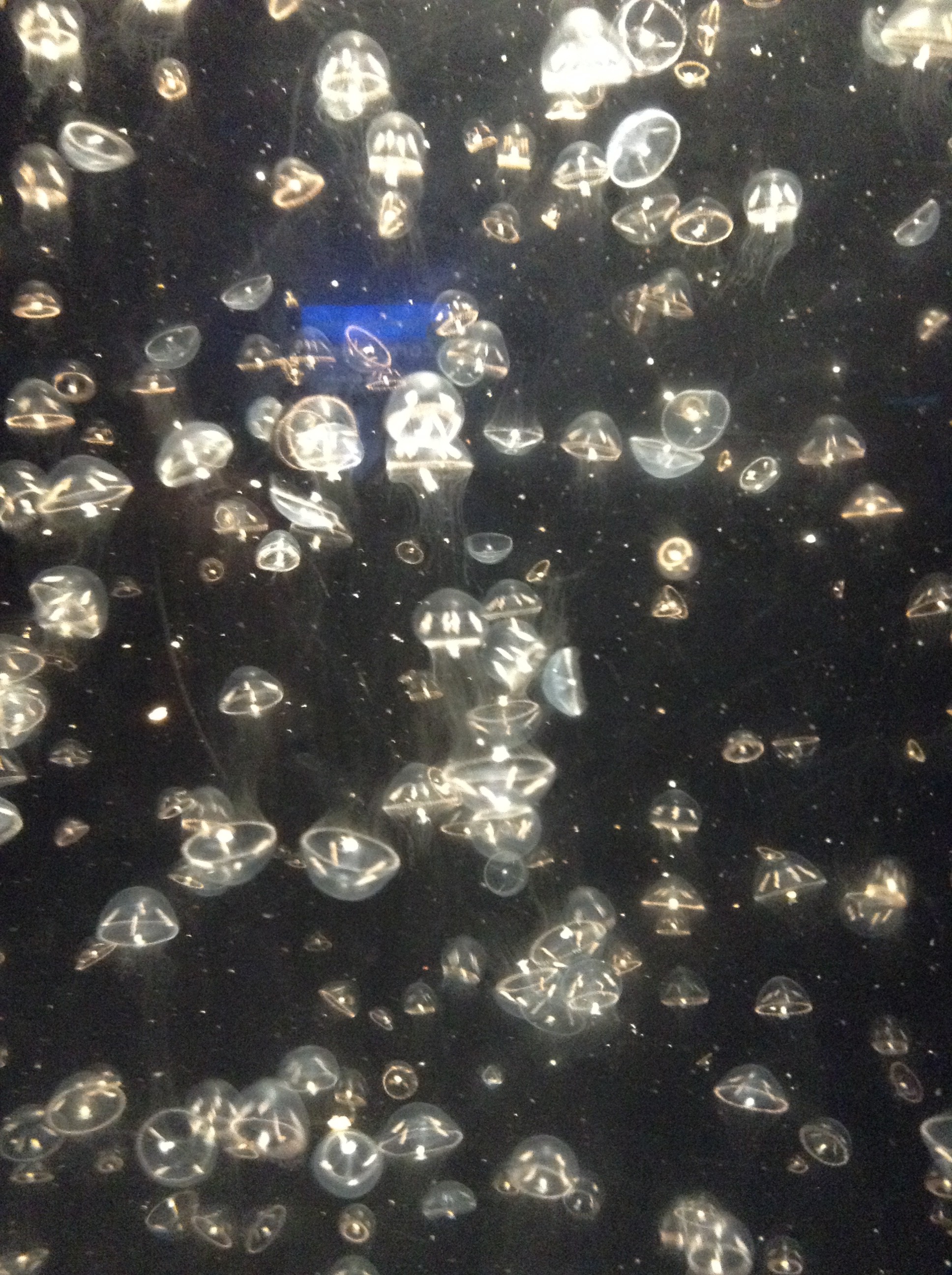 Jellies!