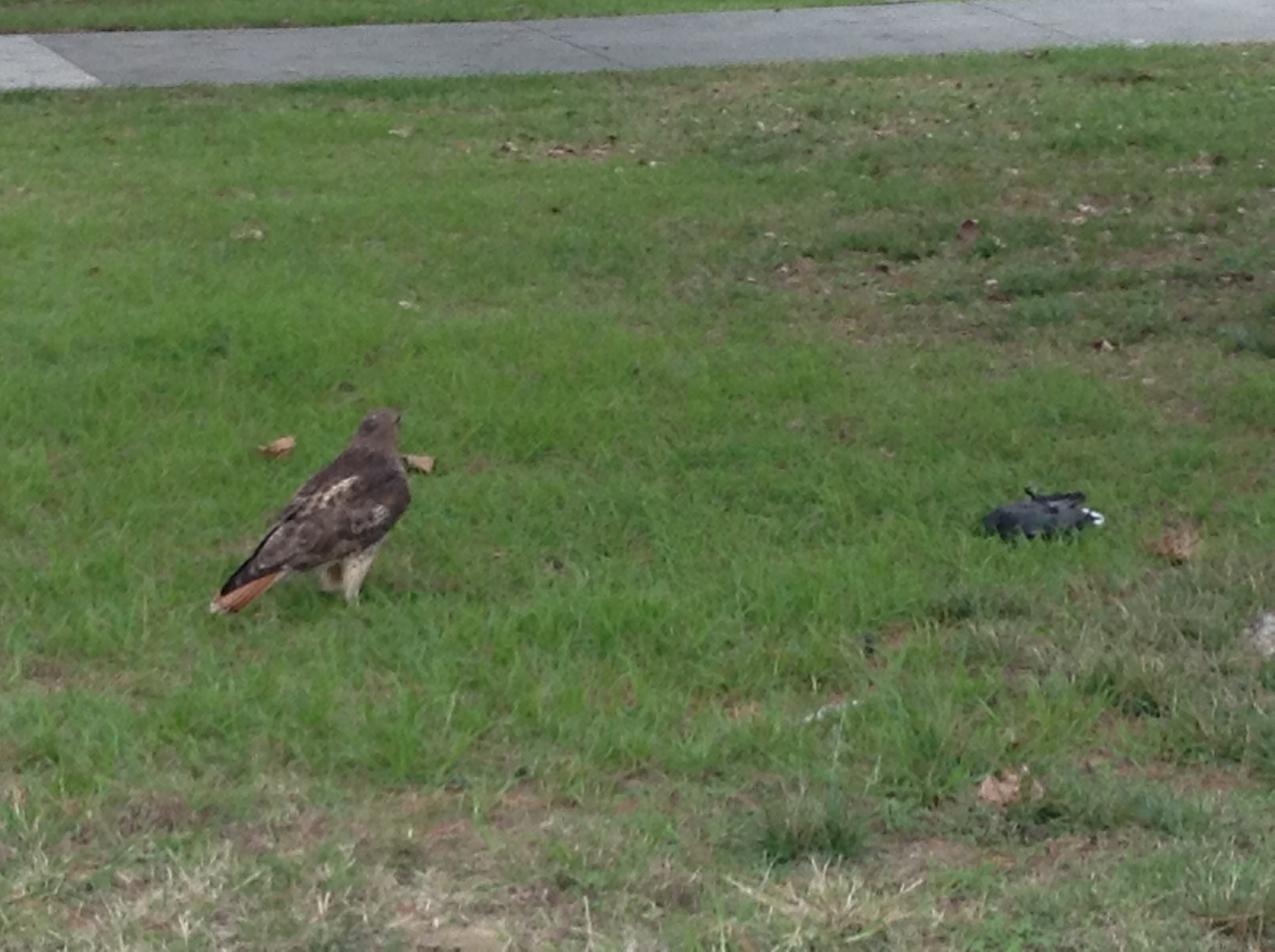 Hawk/Duck