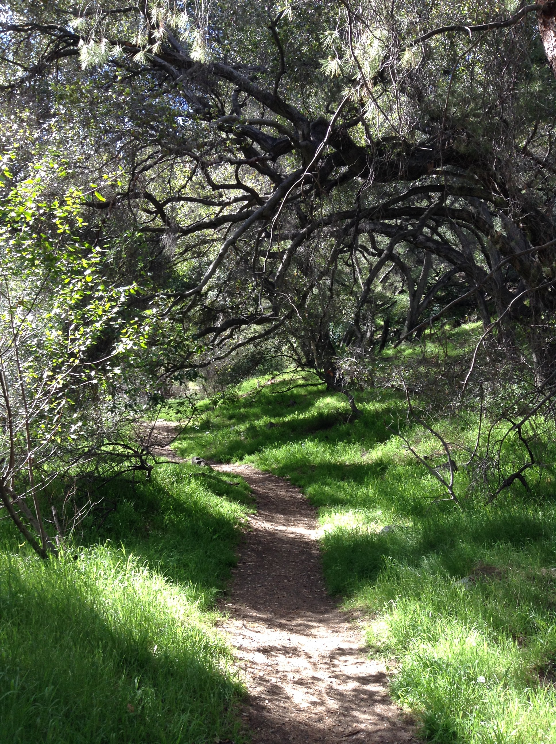 Trail
