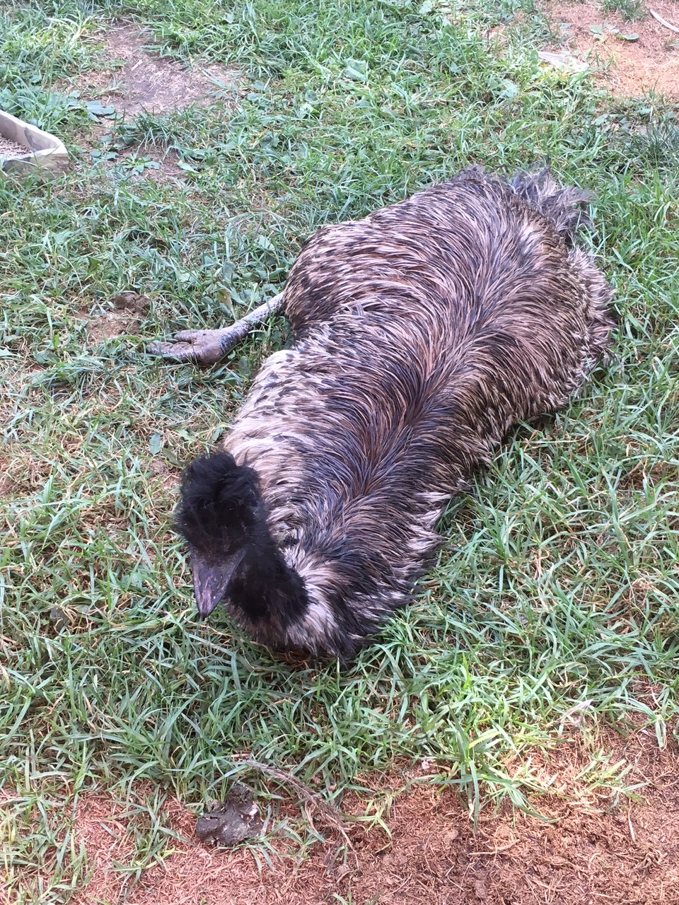 emu