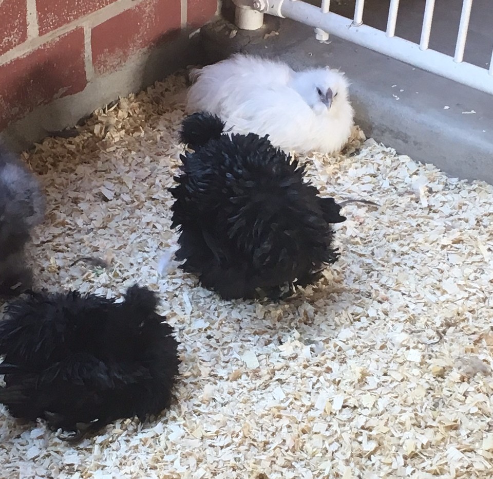 chickens