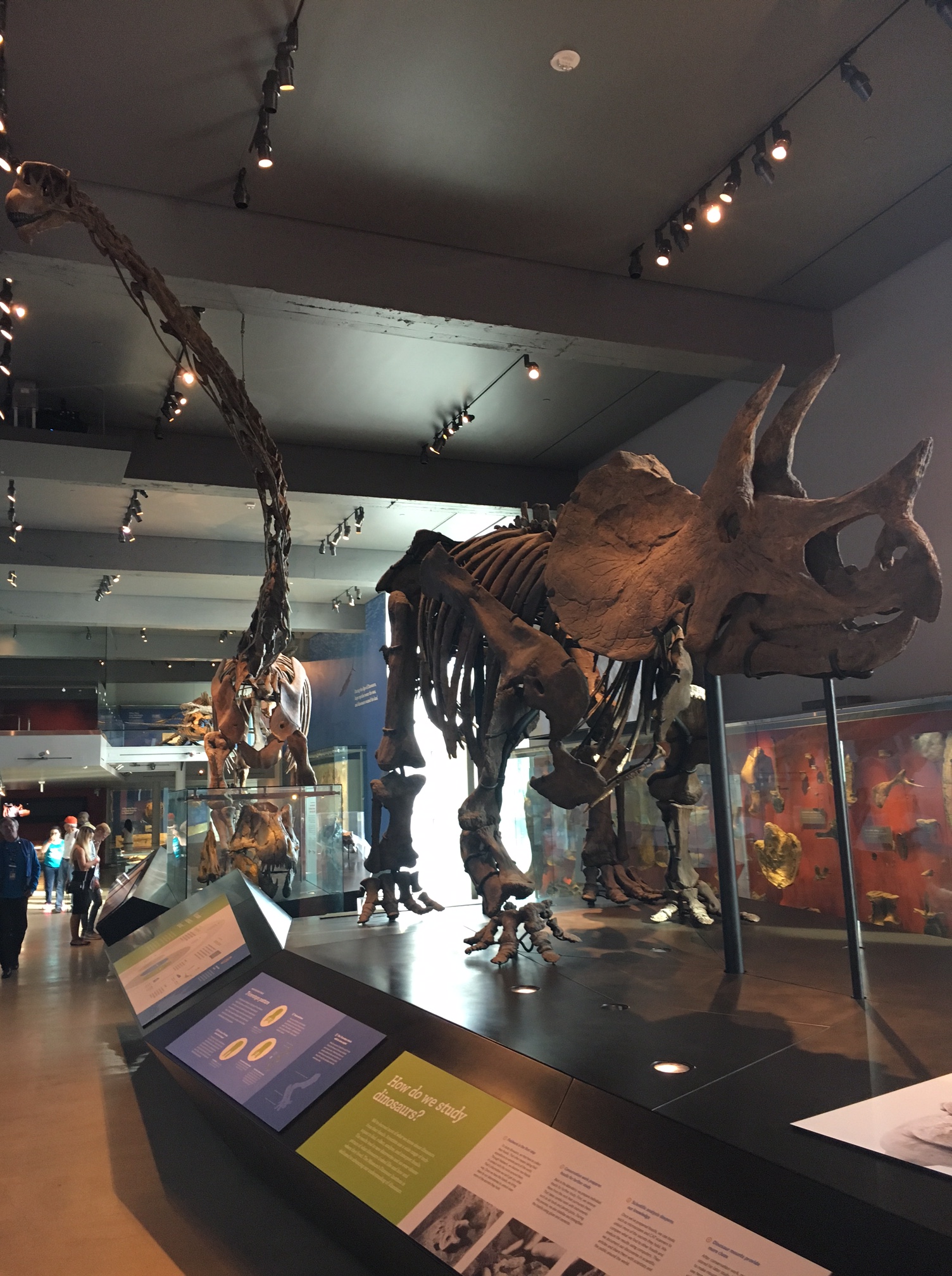 dino bones