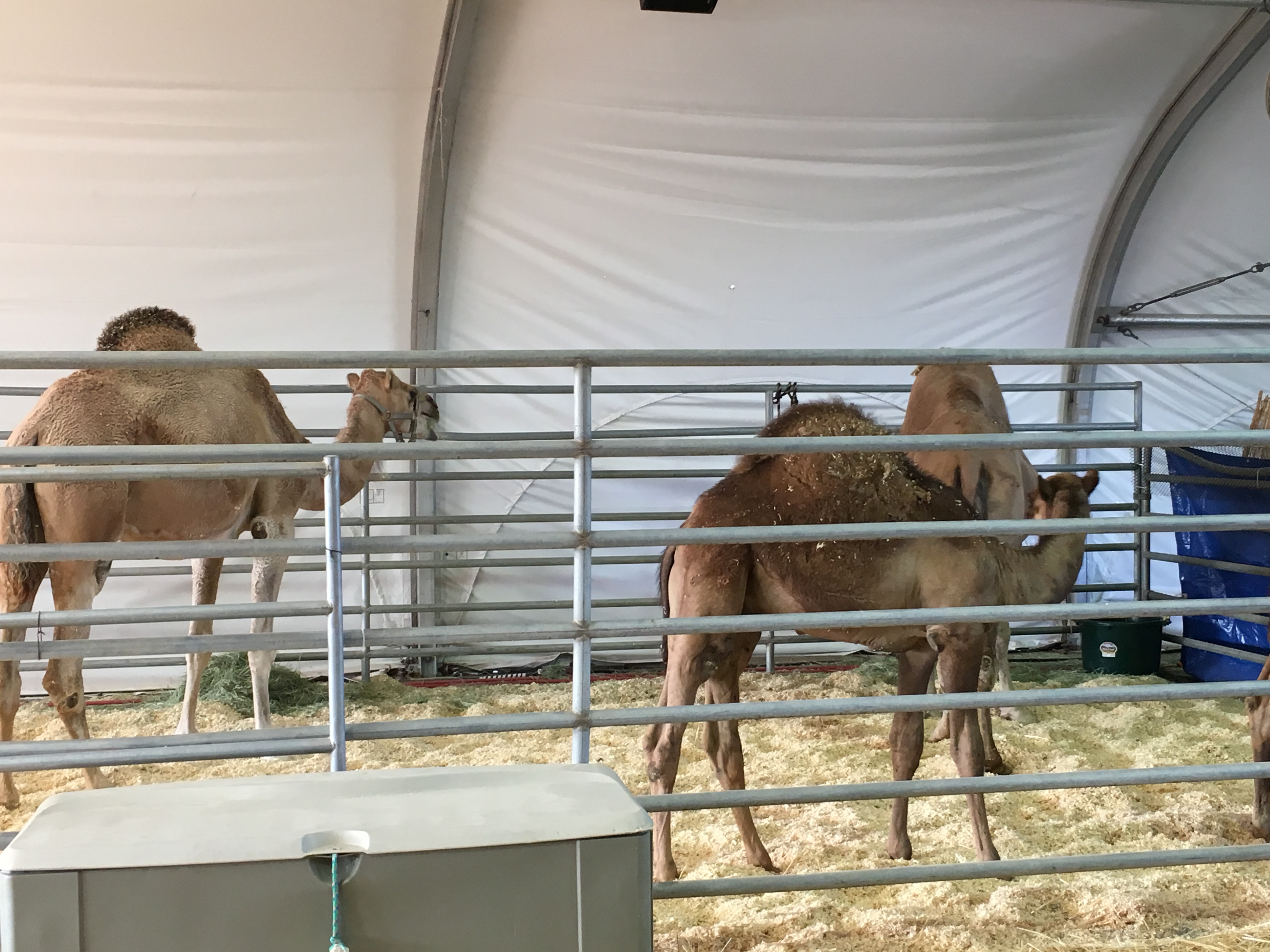 camels