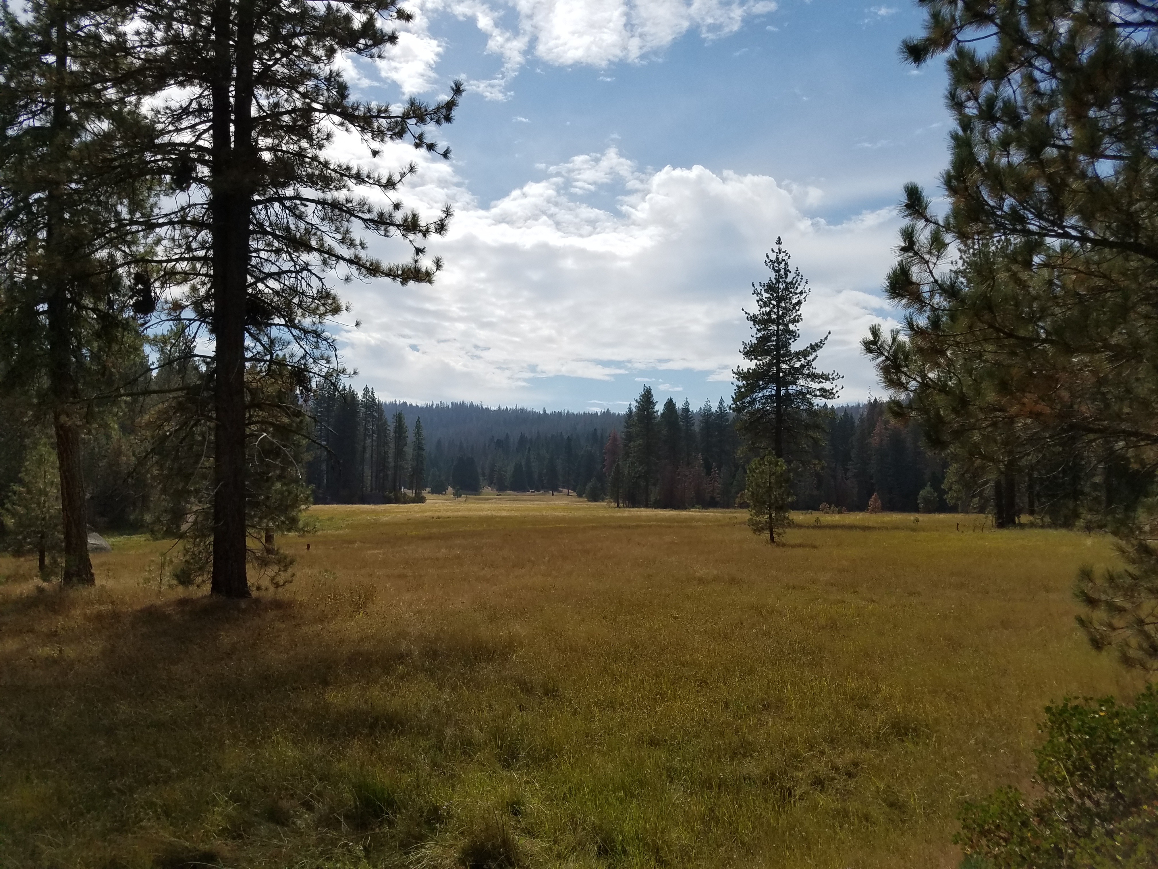 field