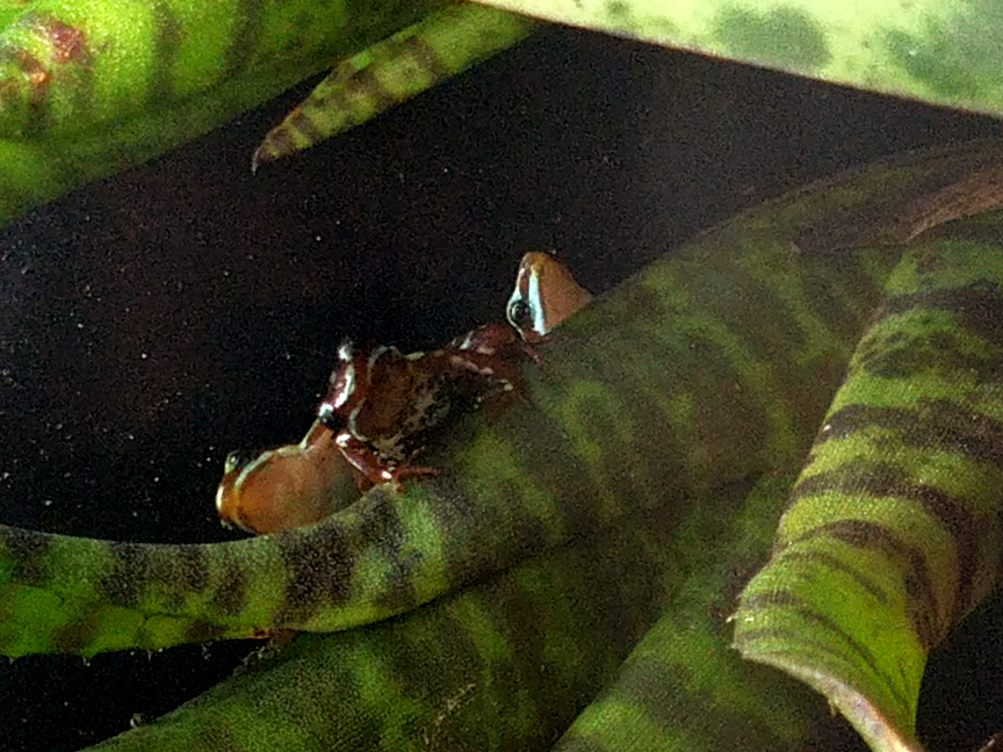 frogs