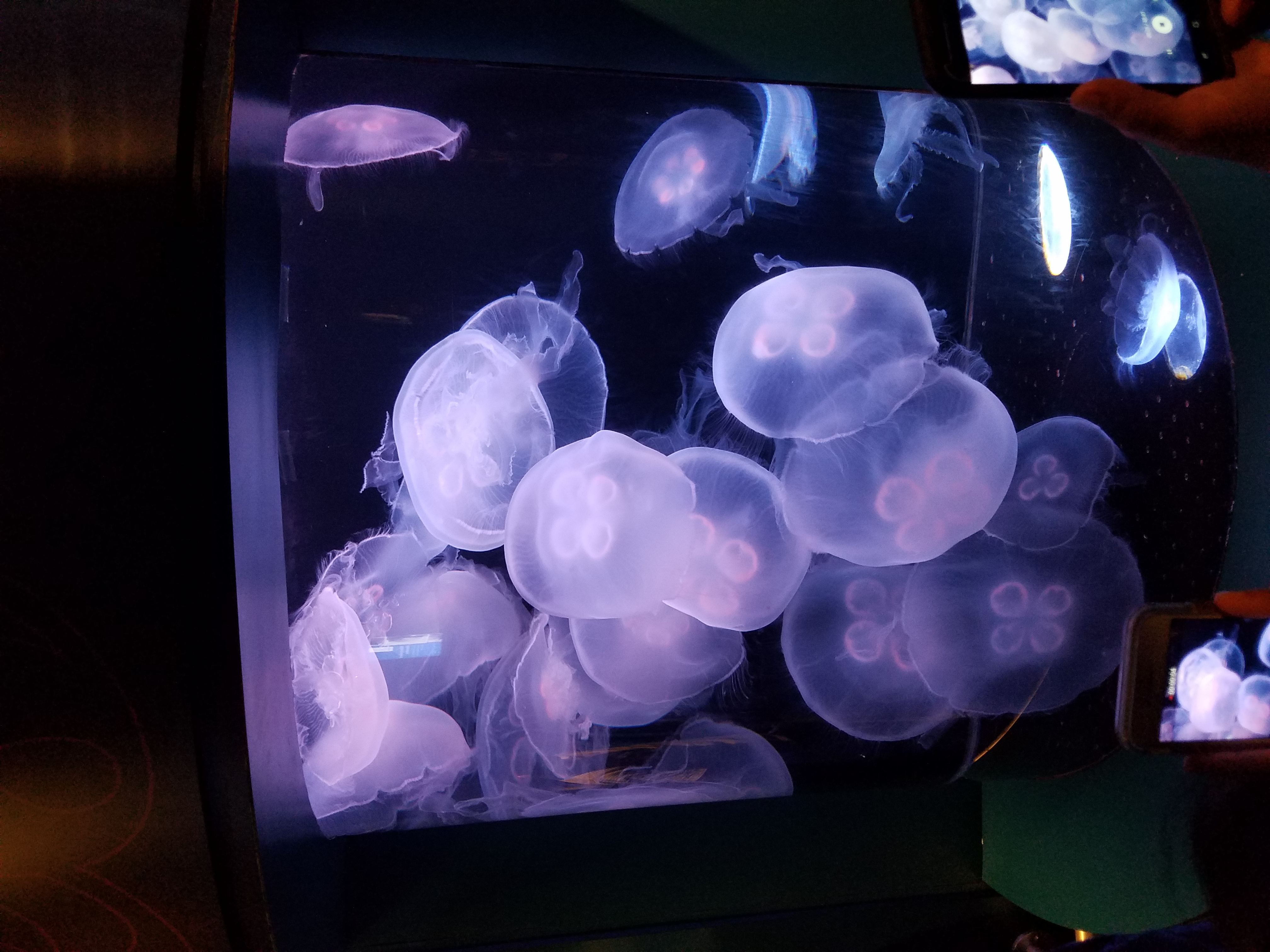 jellies