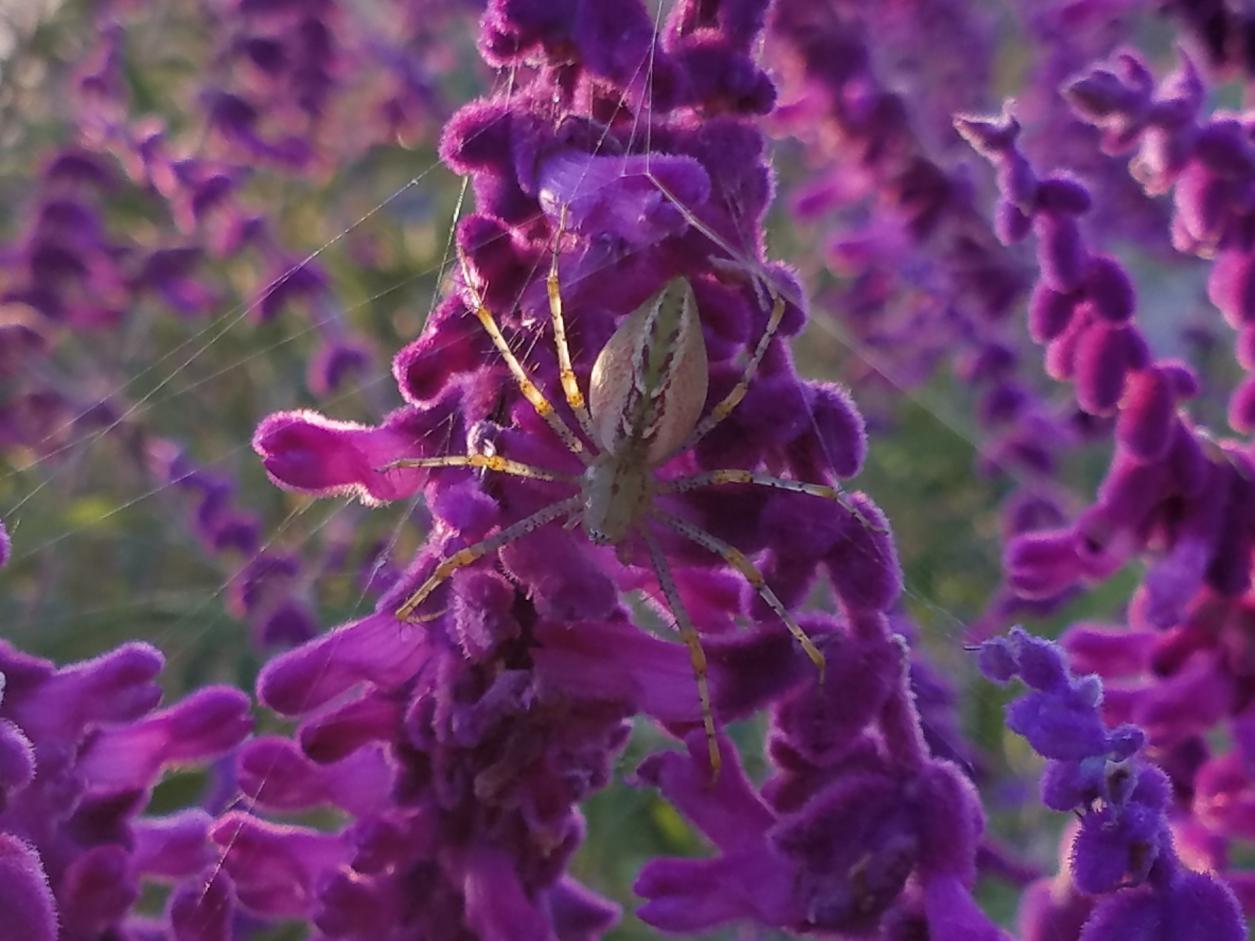 spider