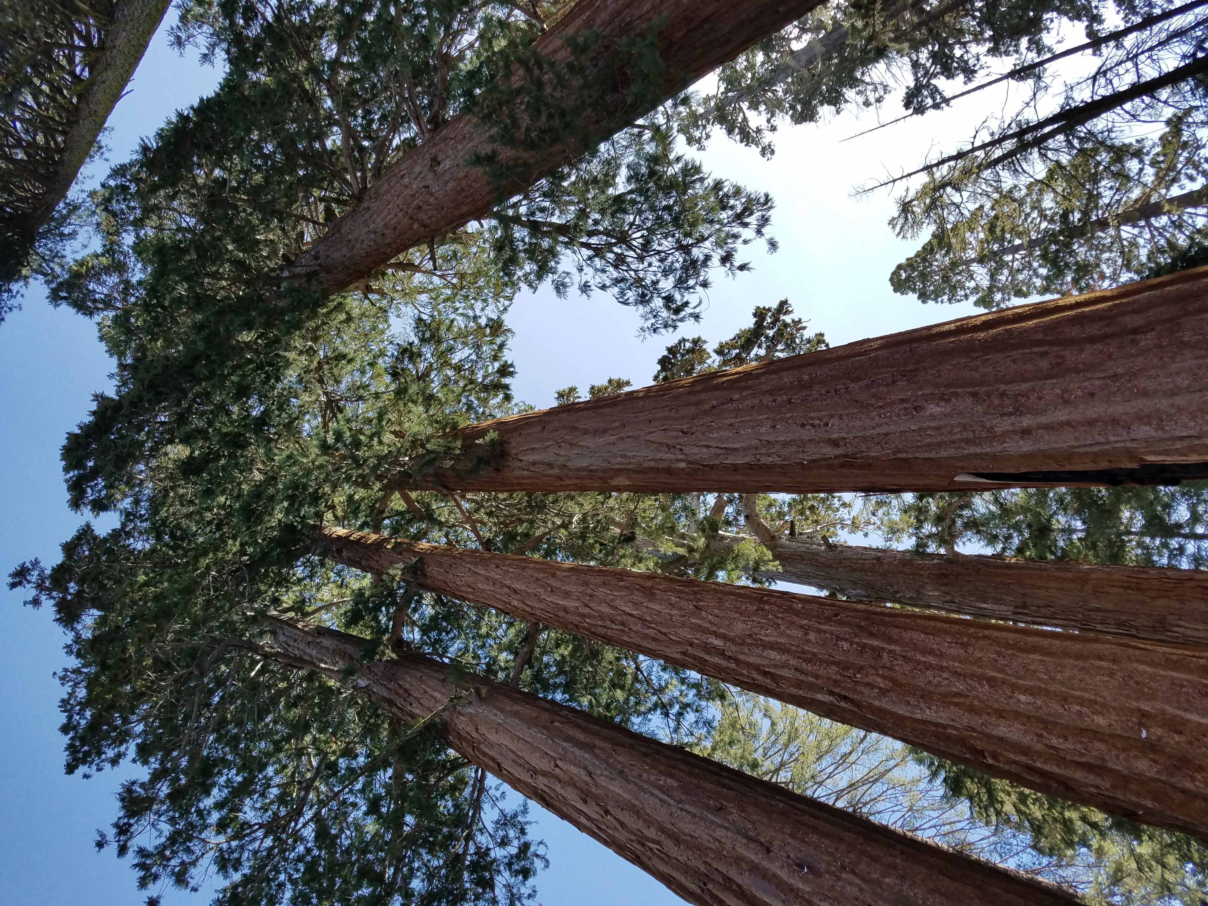 trees