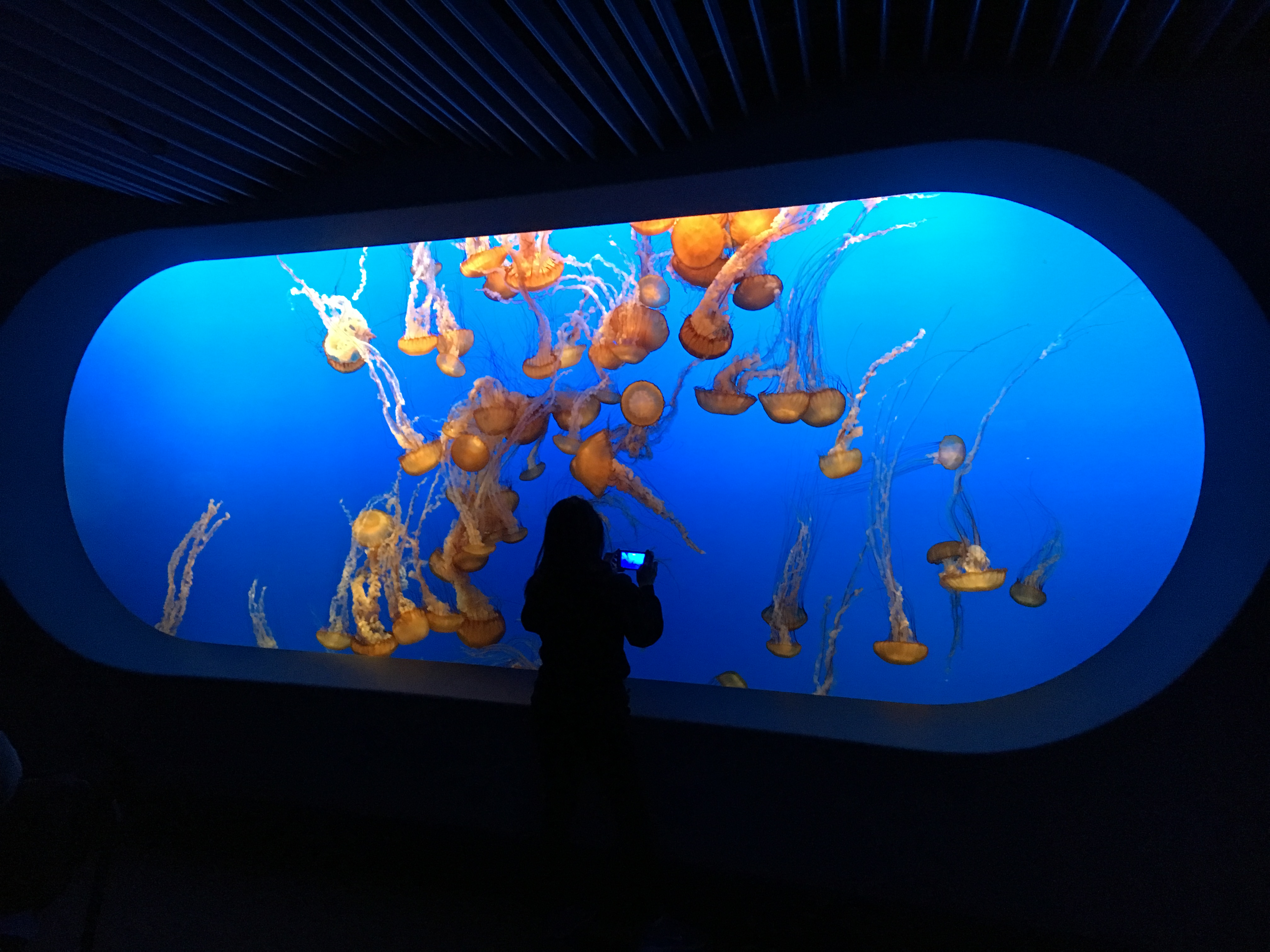 jellies