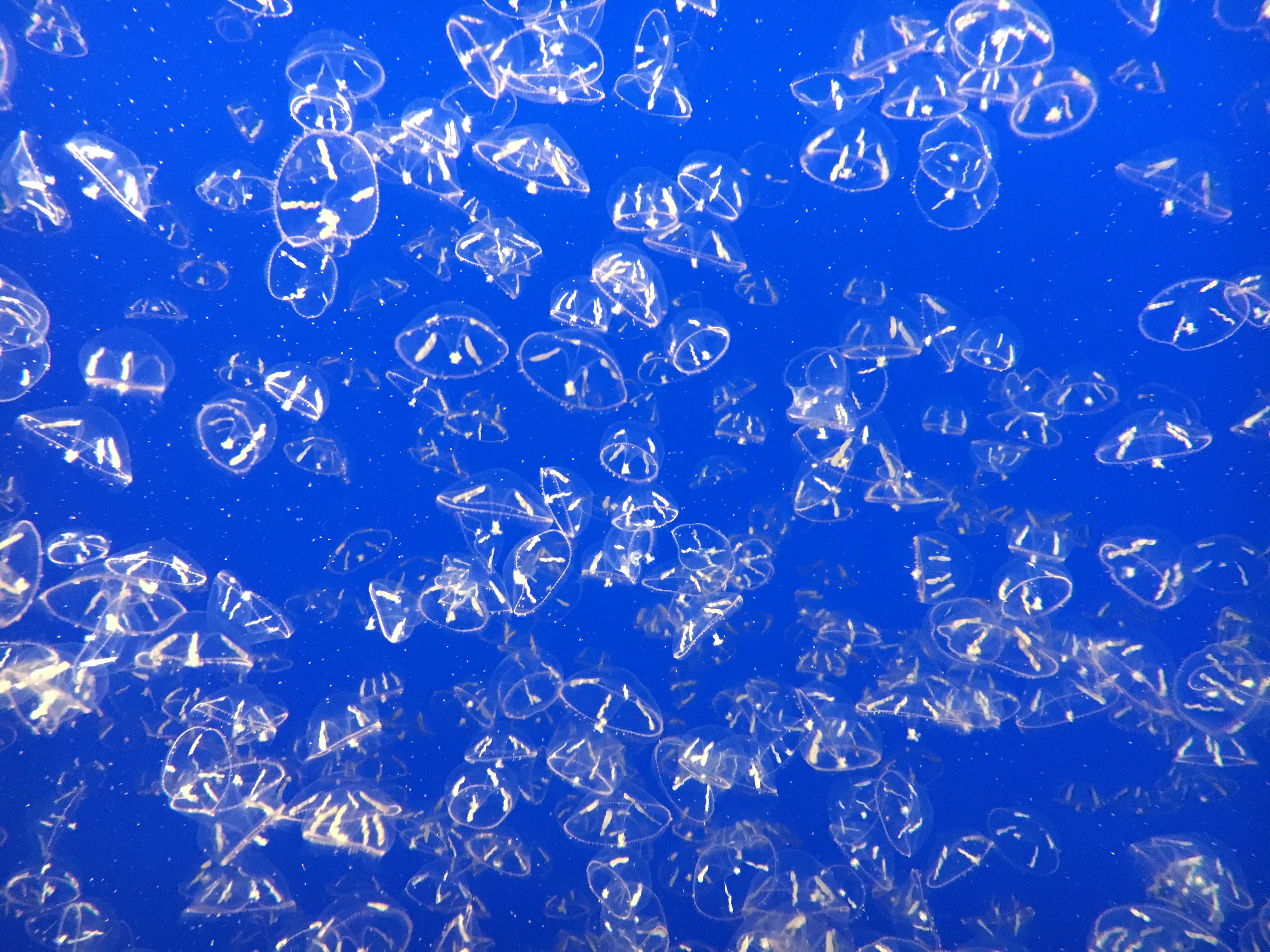 jellies