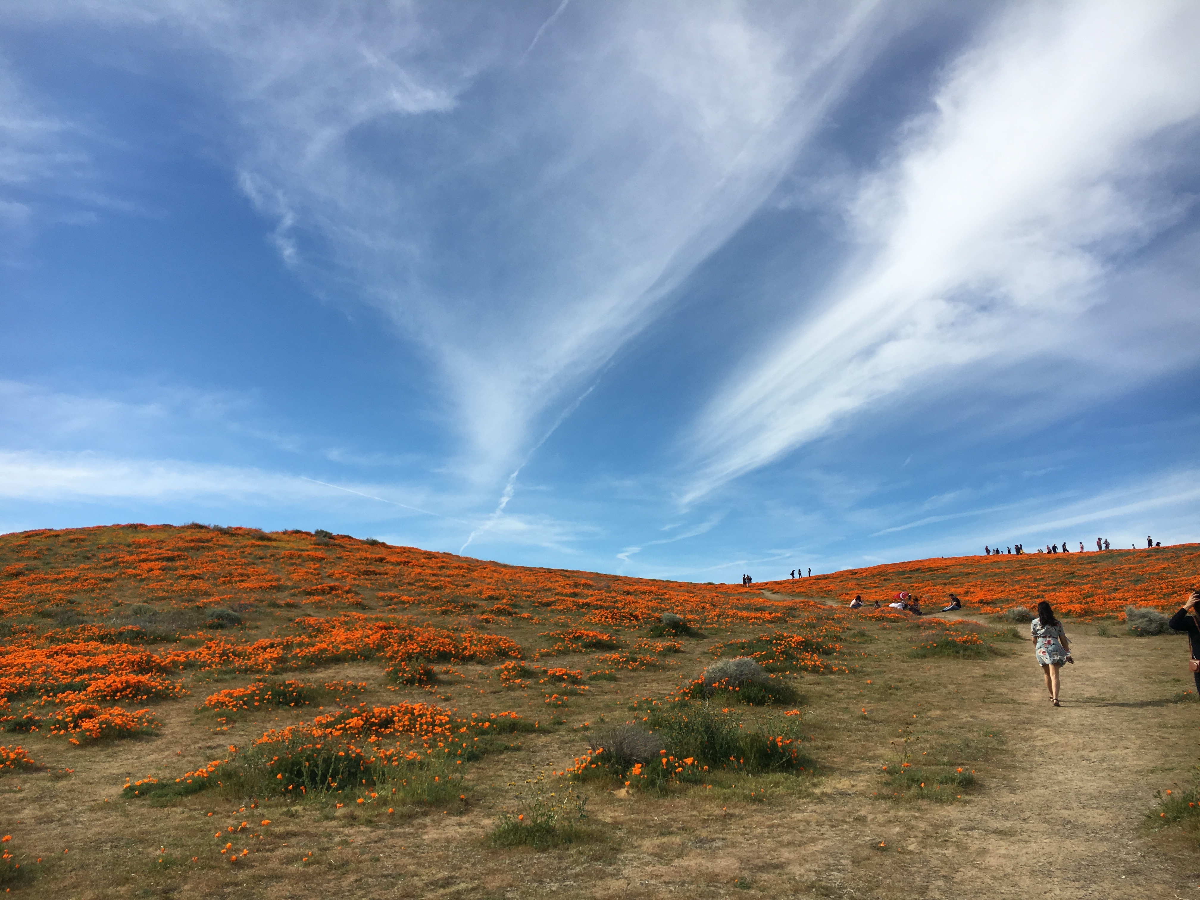 poppies