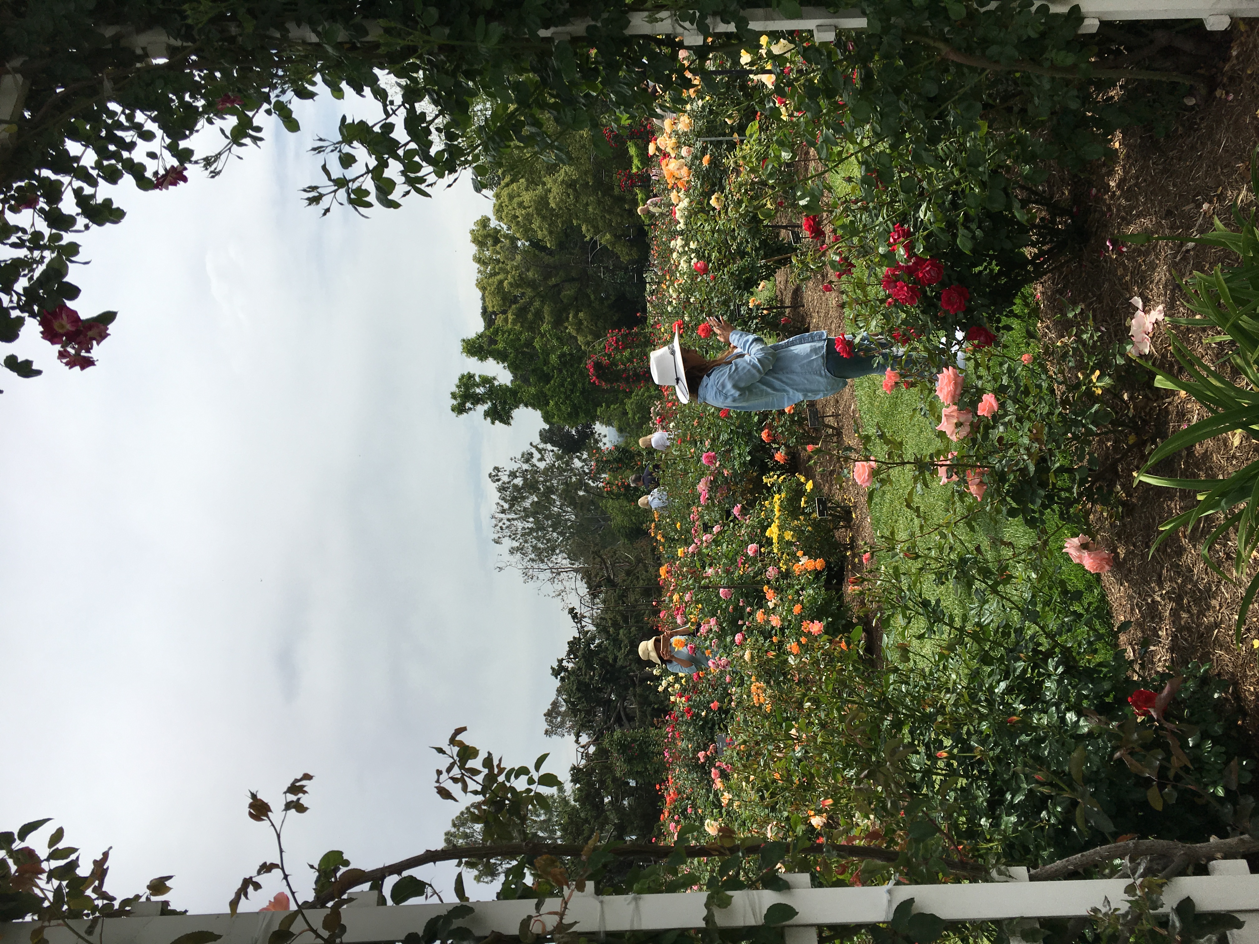 roses