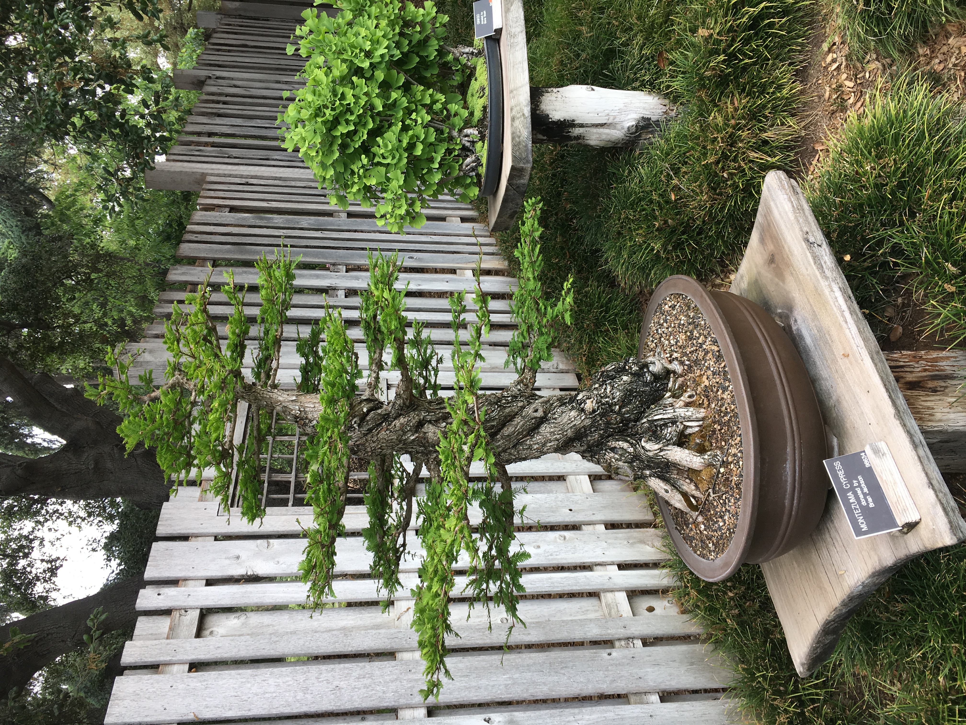 bonsai