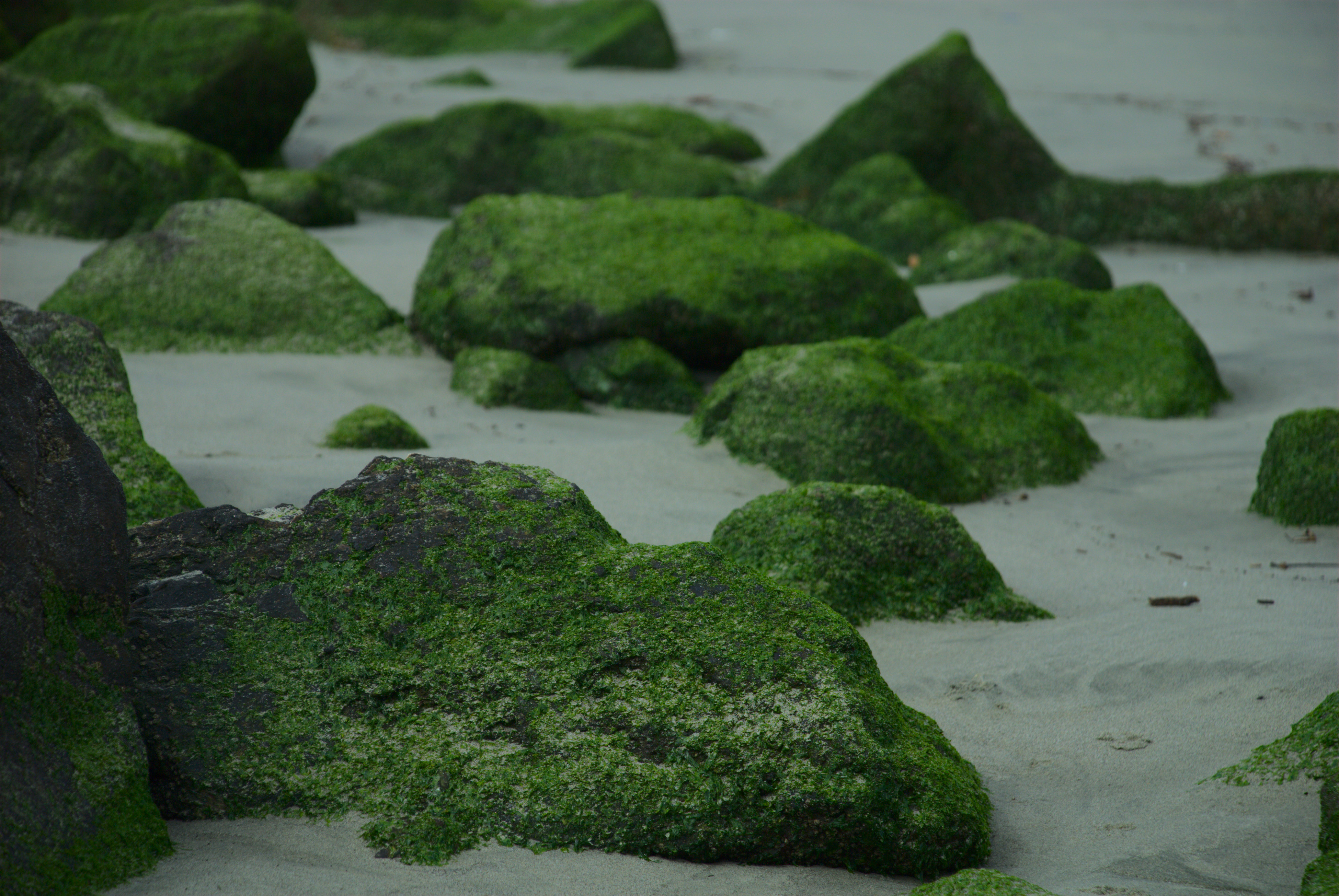 moss