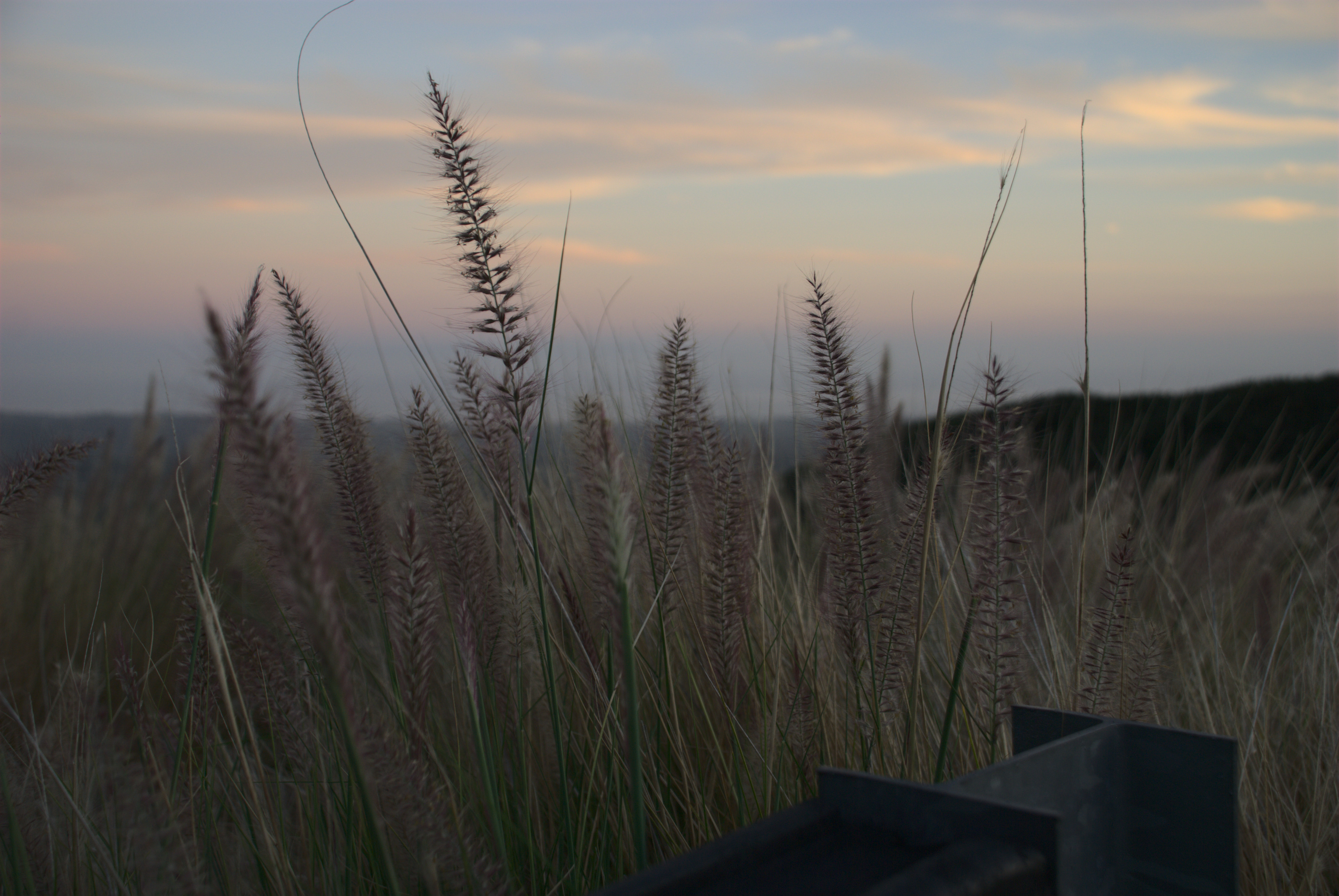 cat-tails