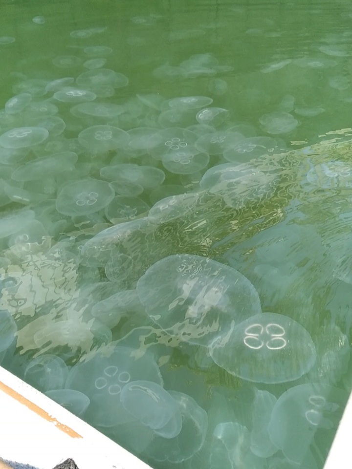 moonjellies