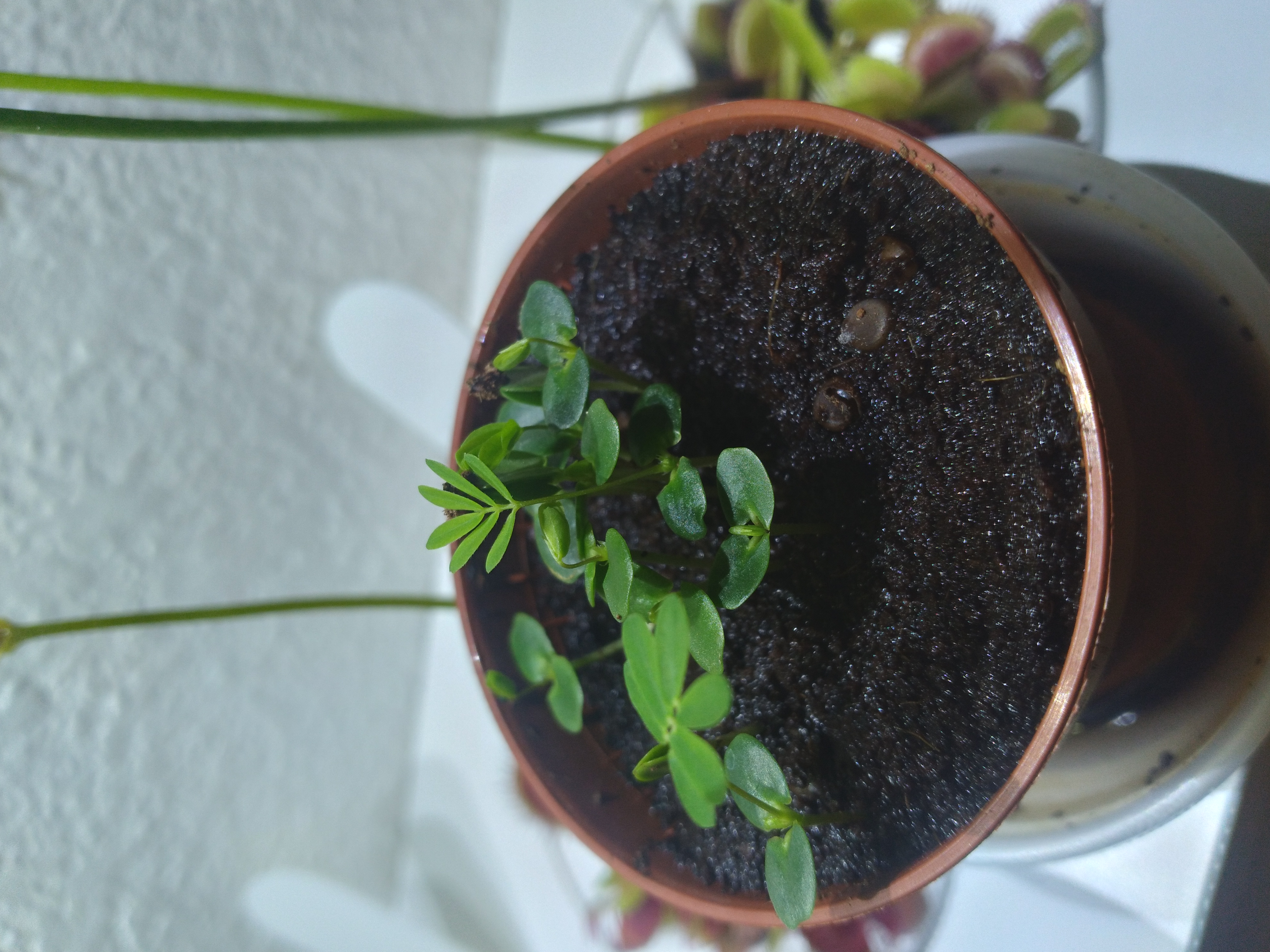 mimosa-pudica