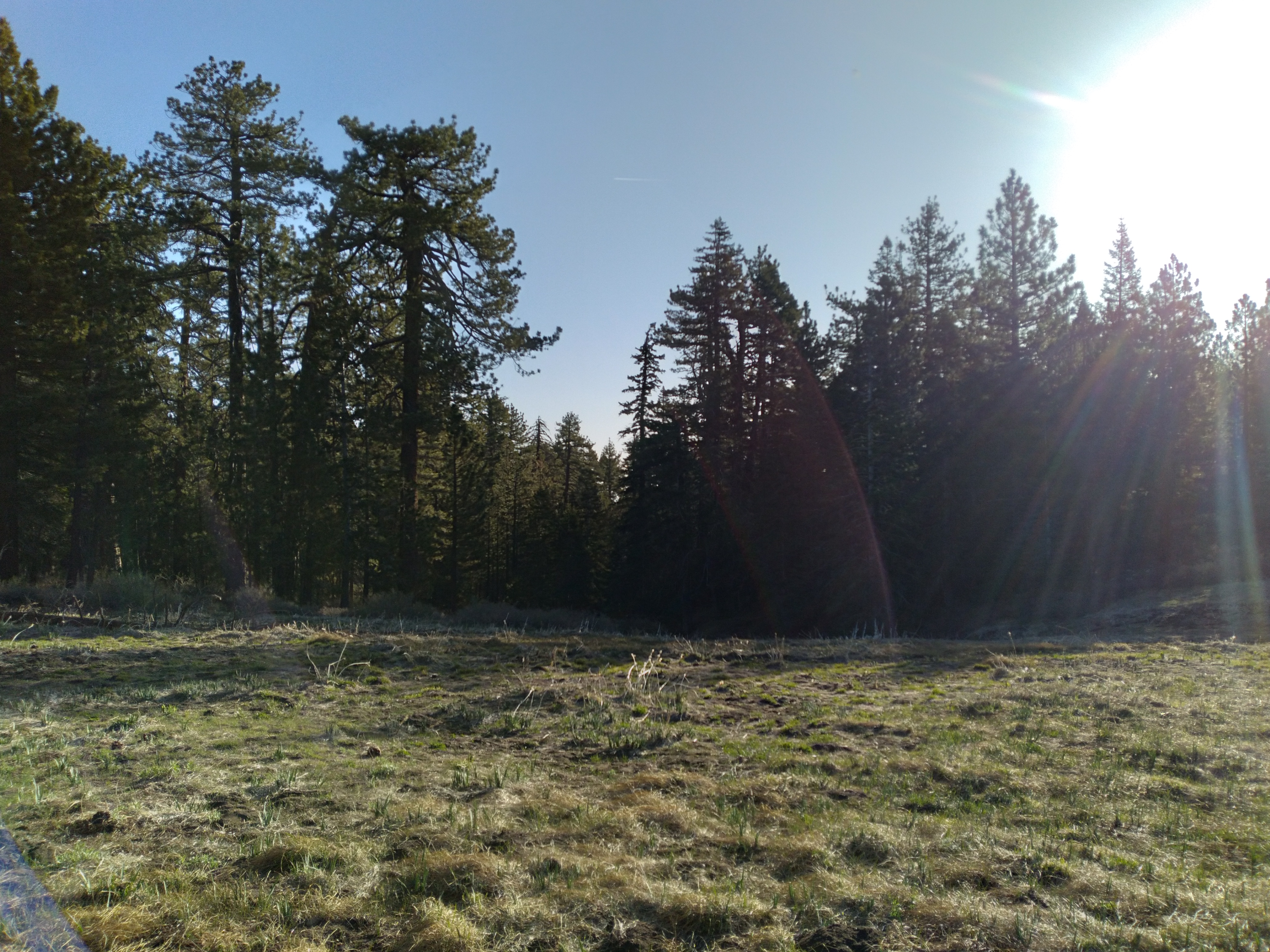 open field