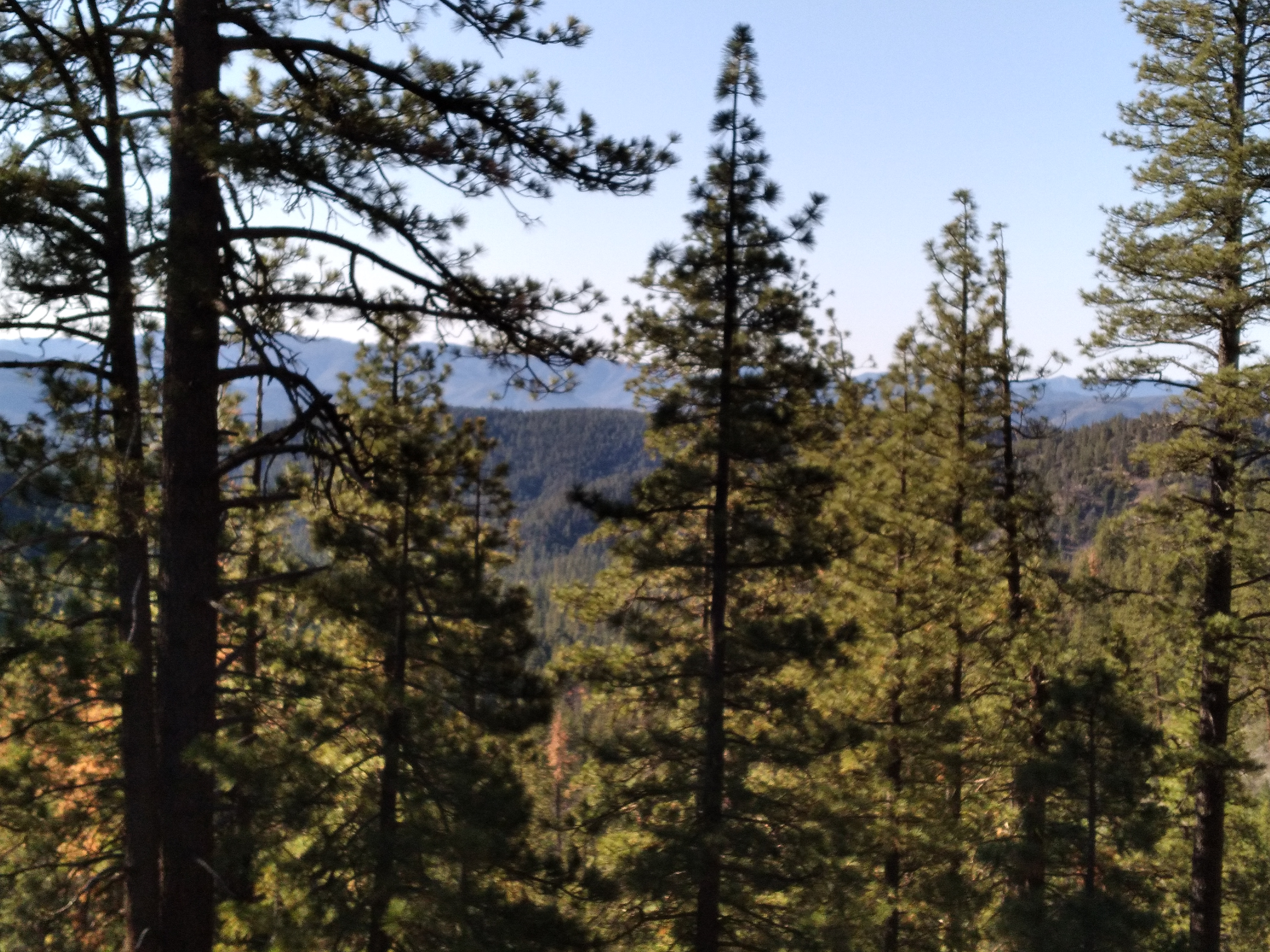 trees