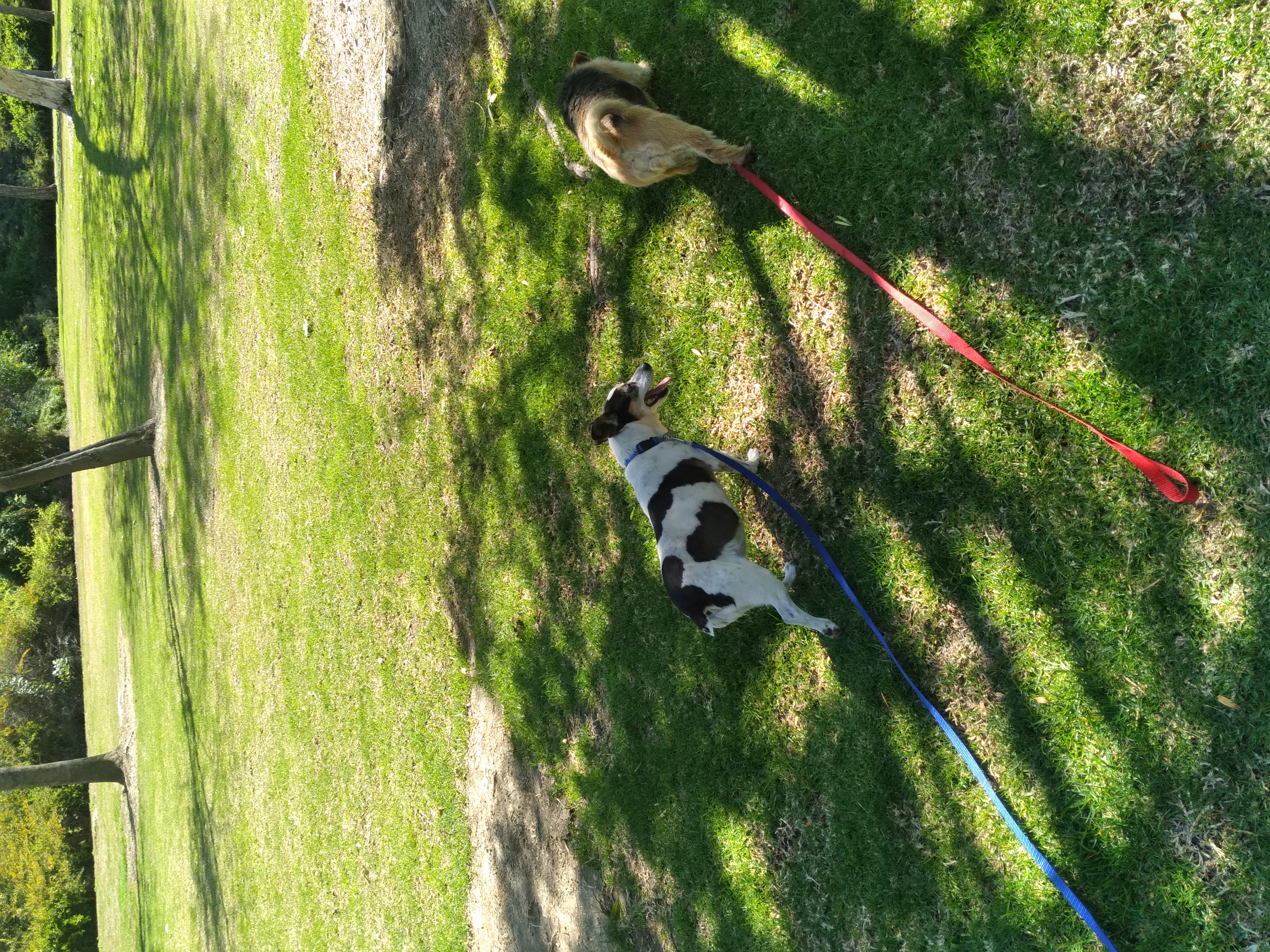 trotting