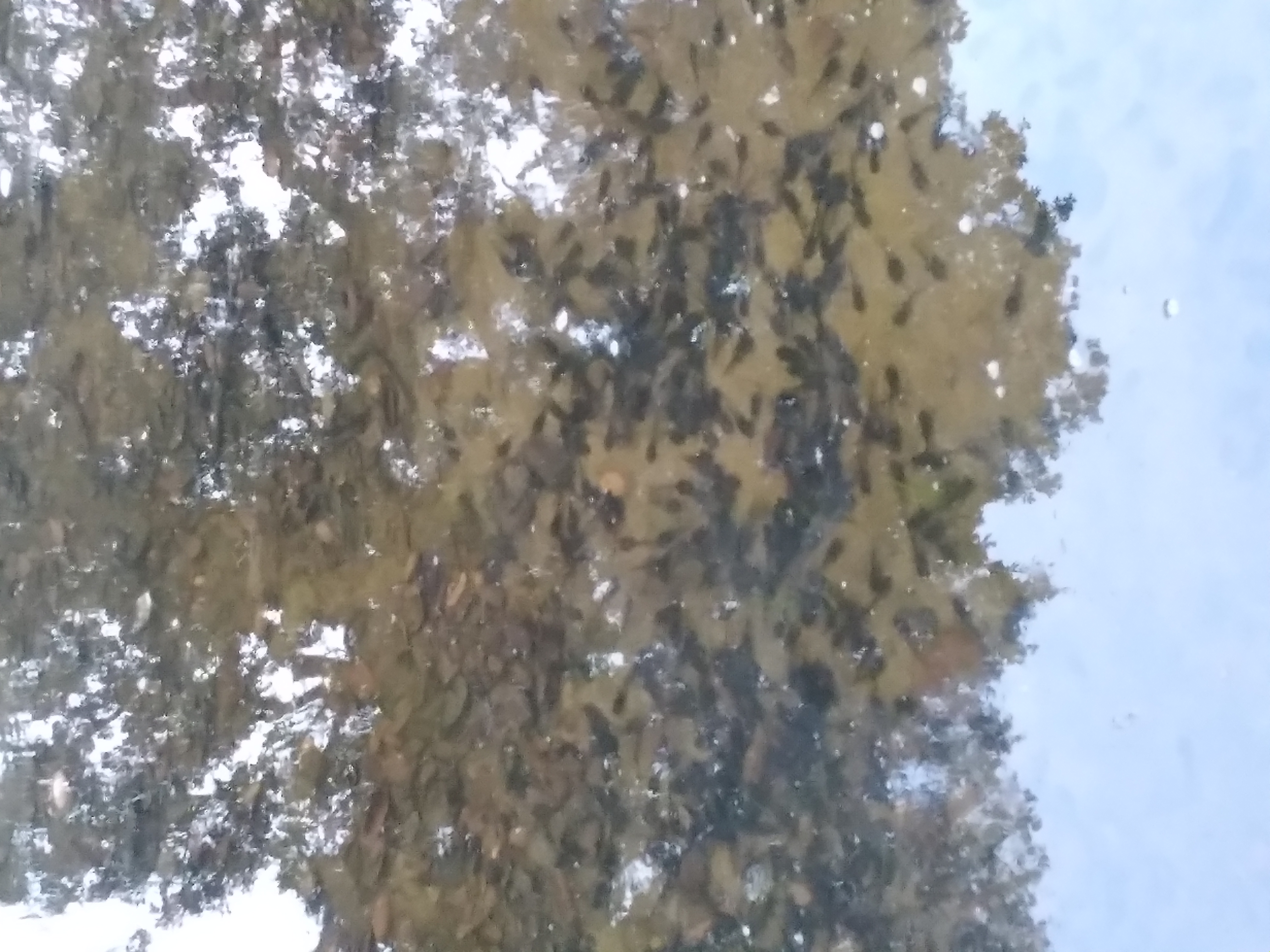 tadpoles