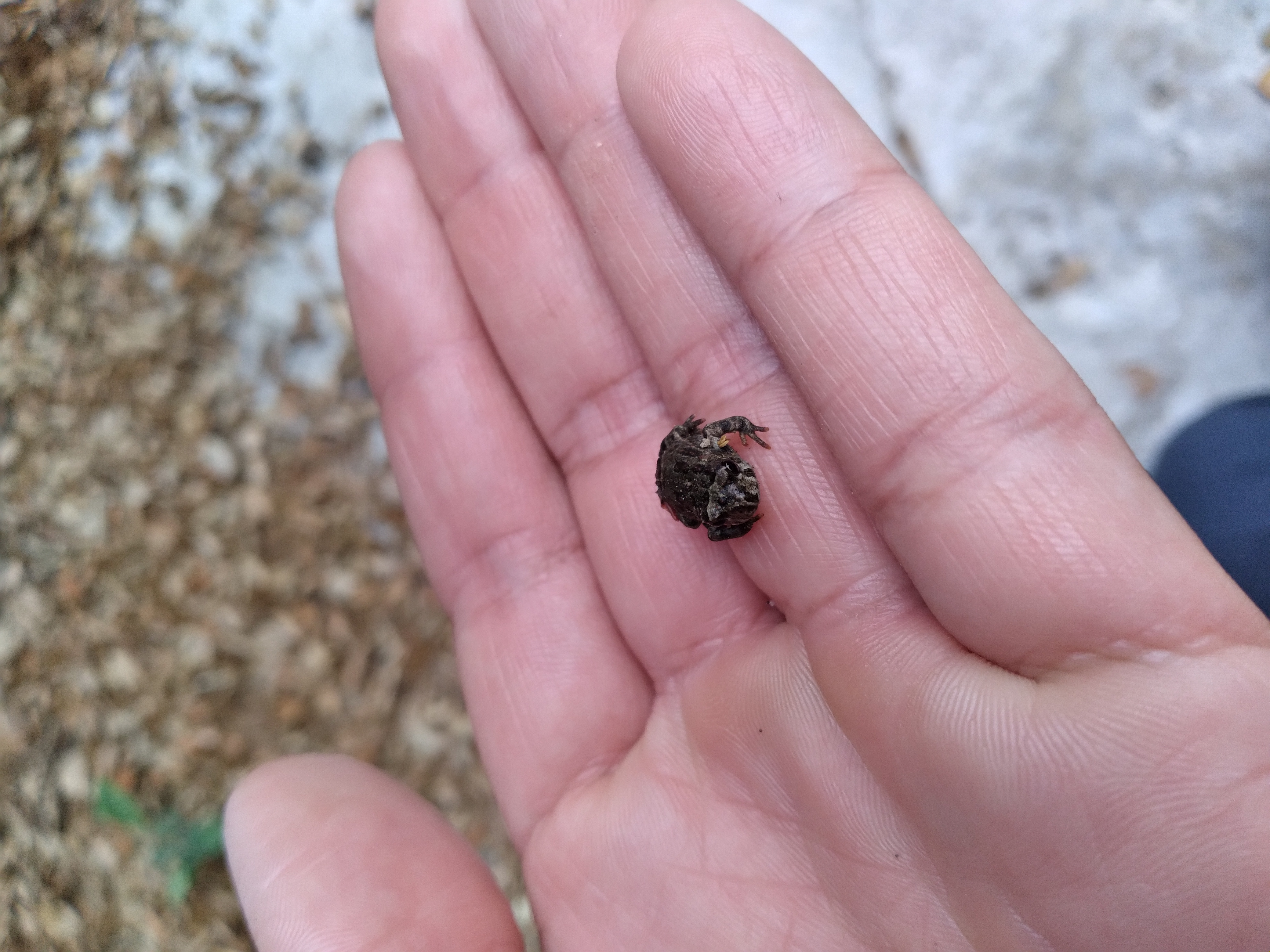froggy