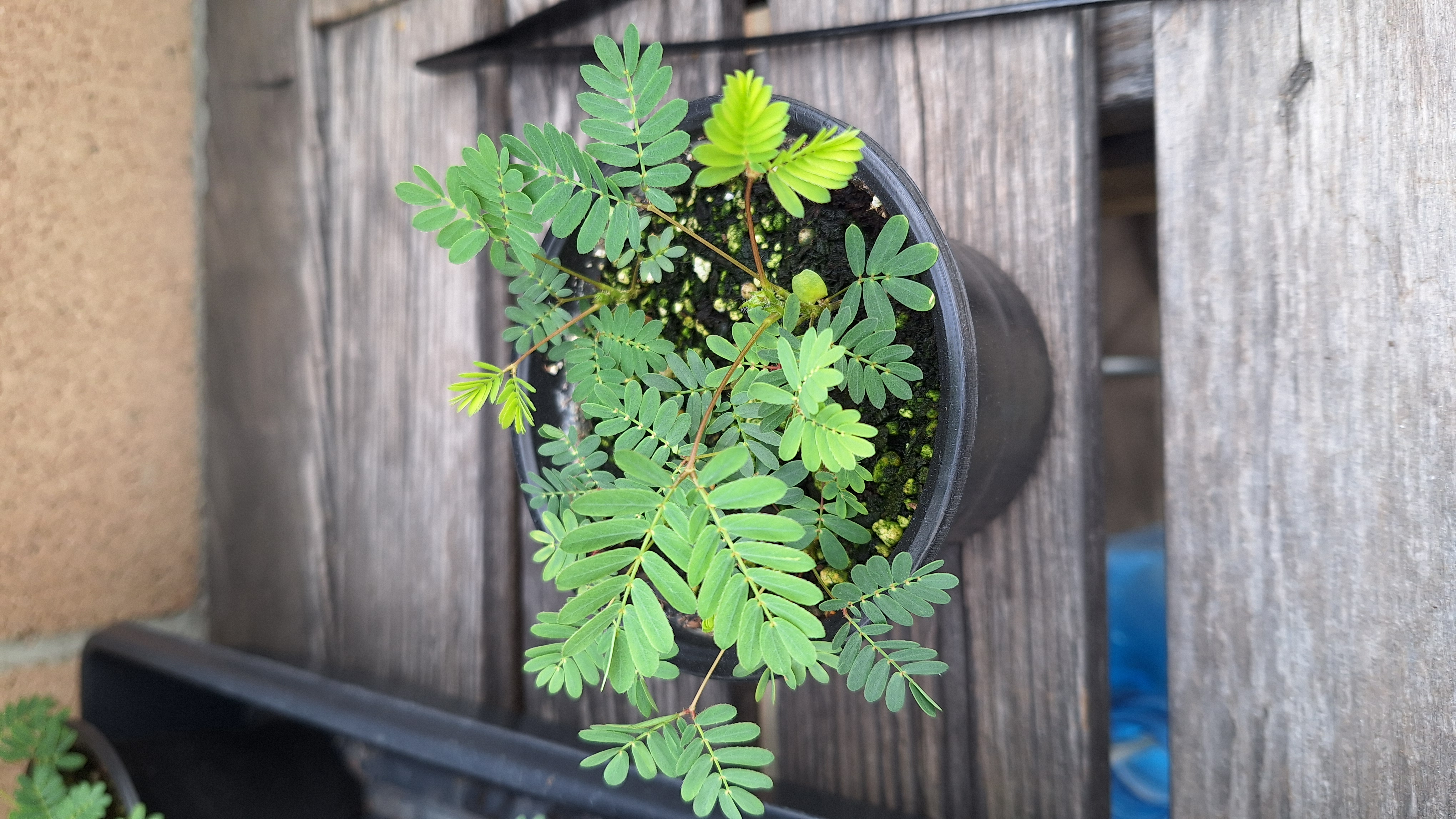 plant