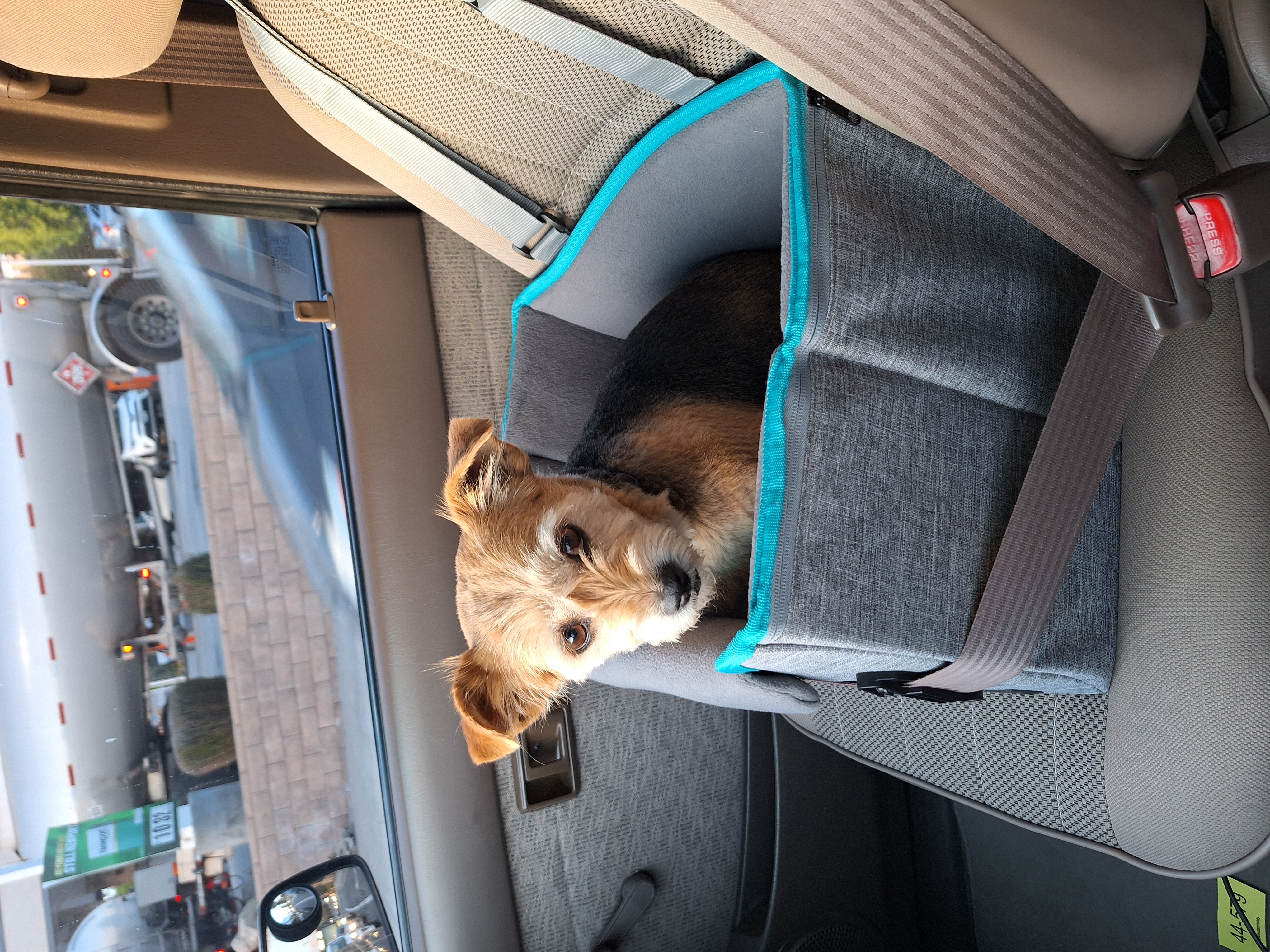 dog-box