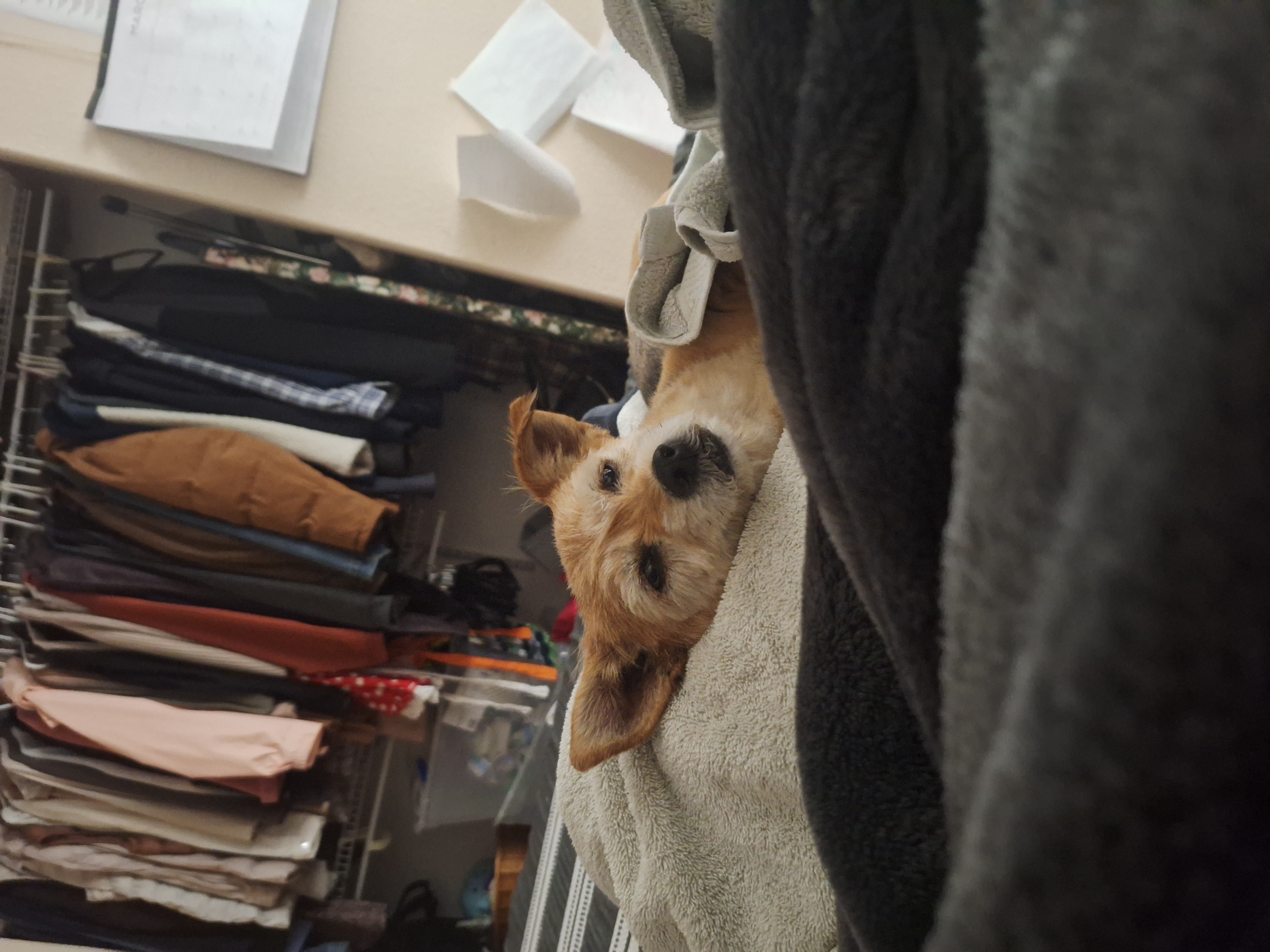 chill-dawgz