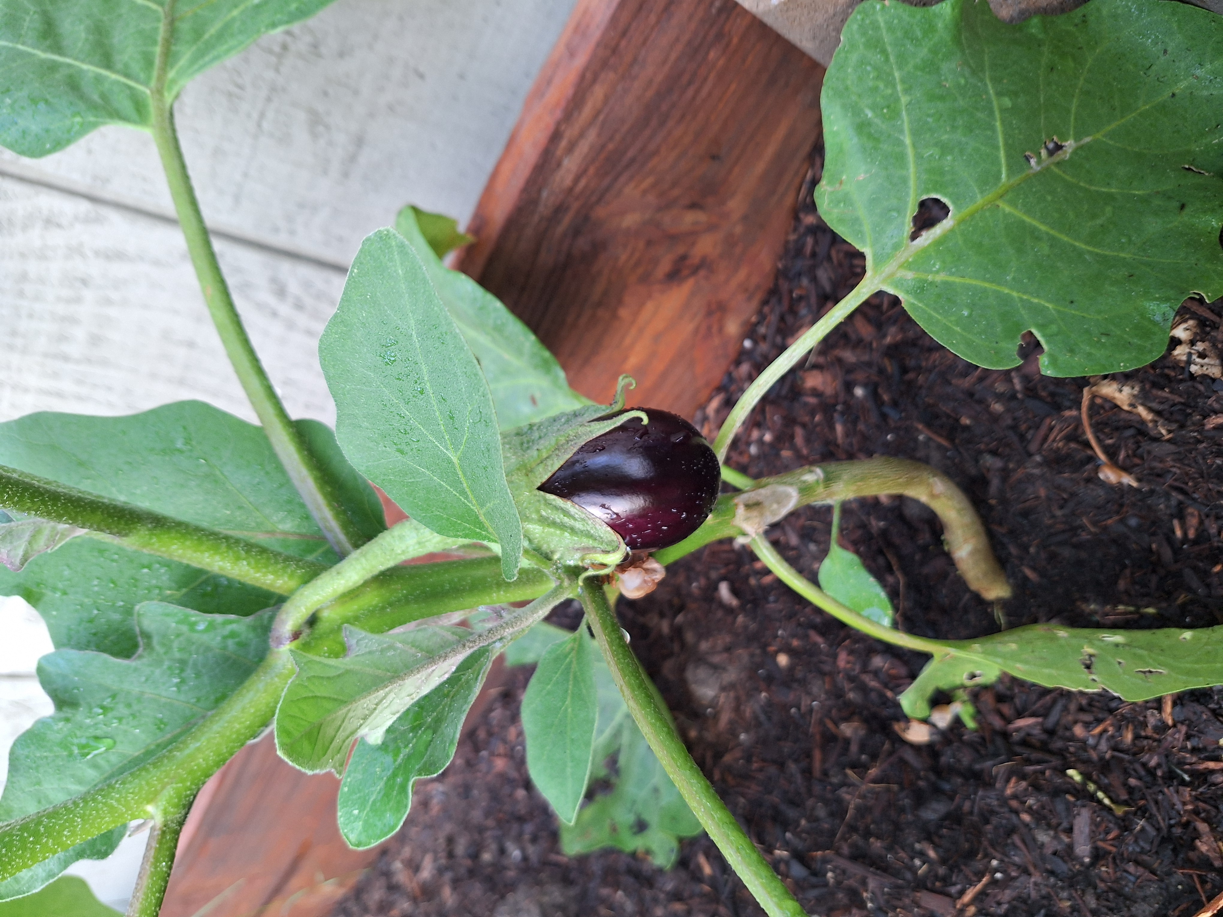 eggplant