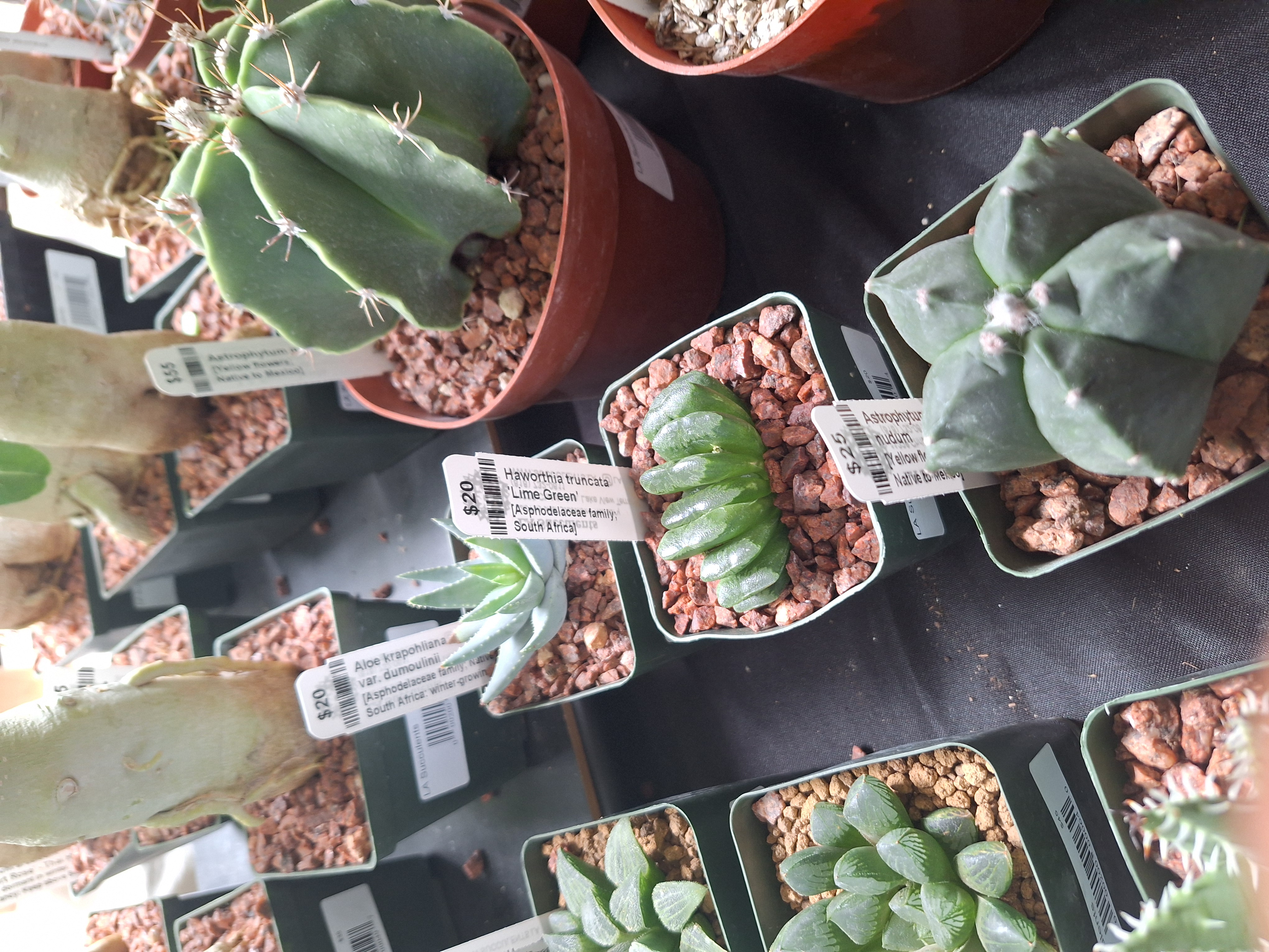 cacti