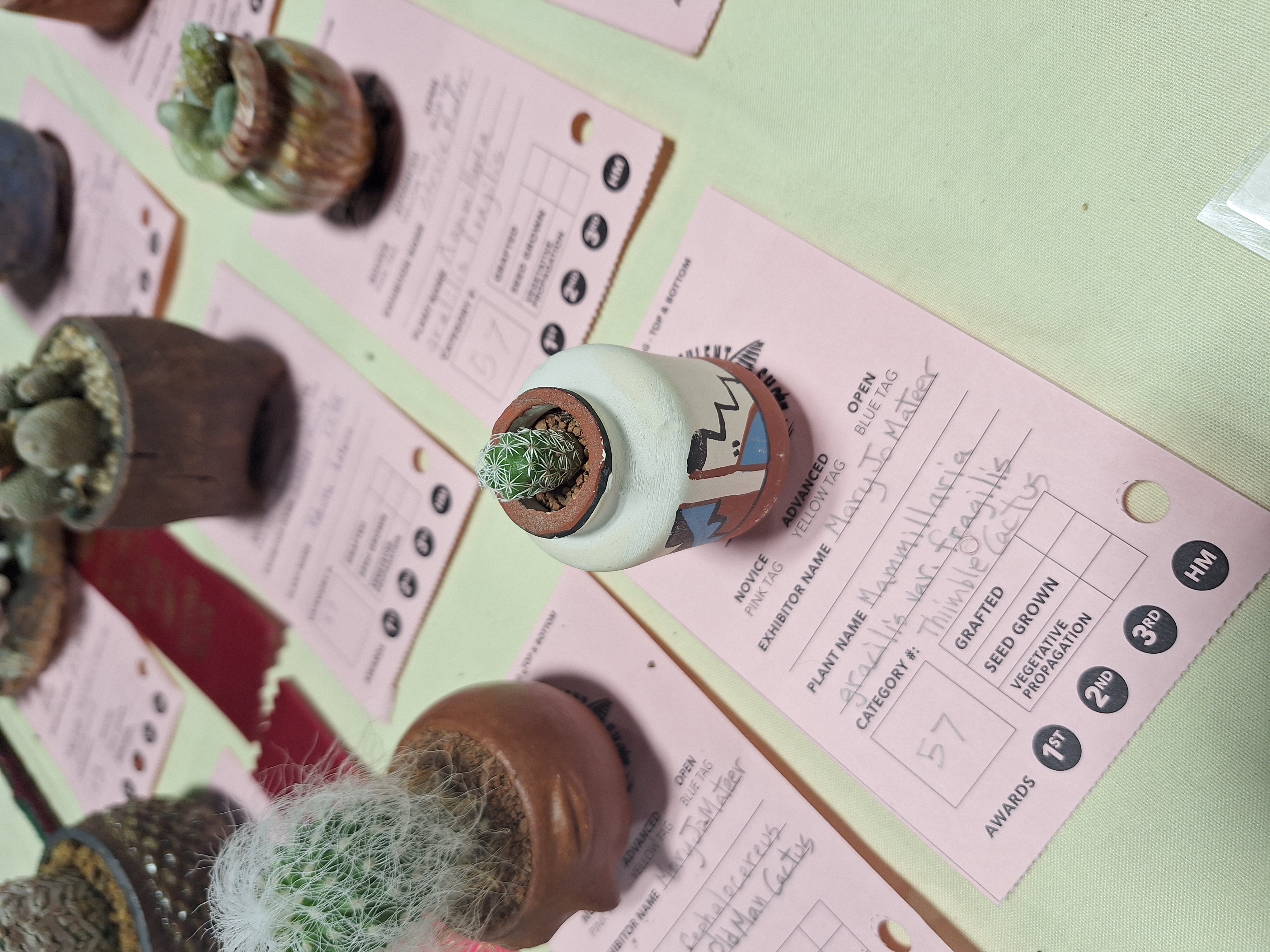 baby-cacti