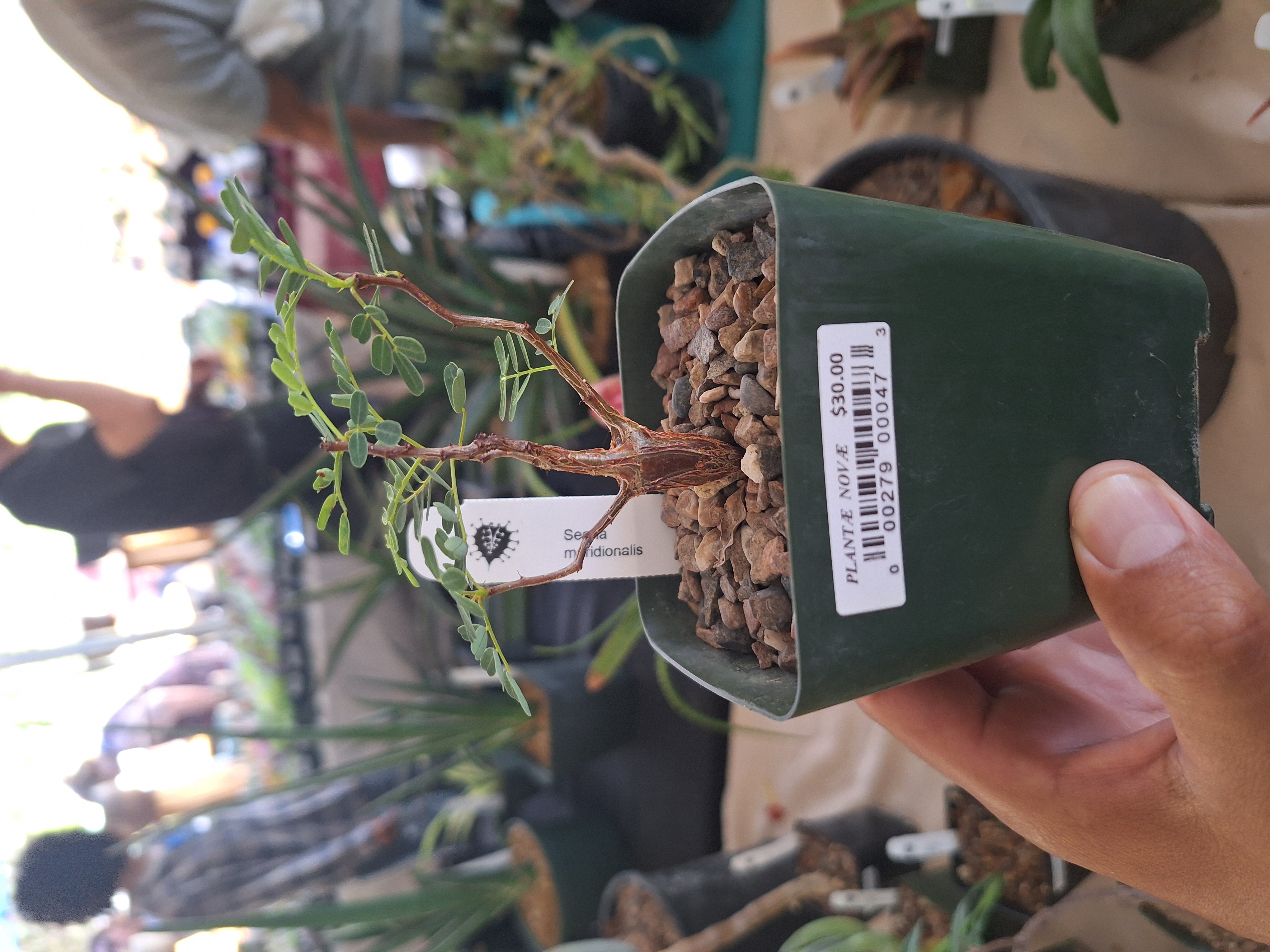 kewl-plant