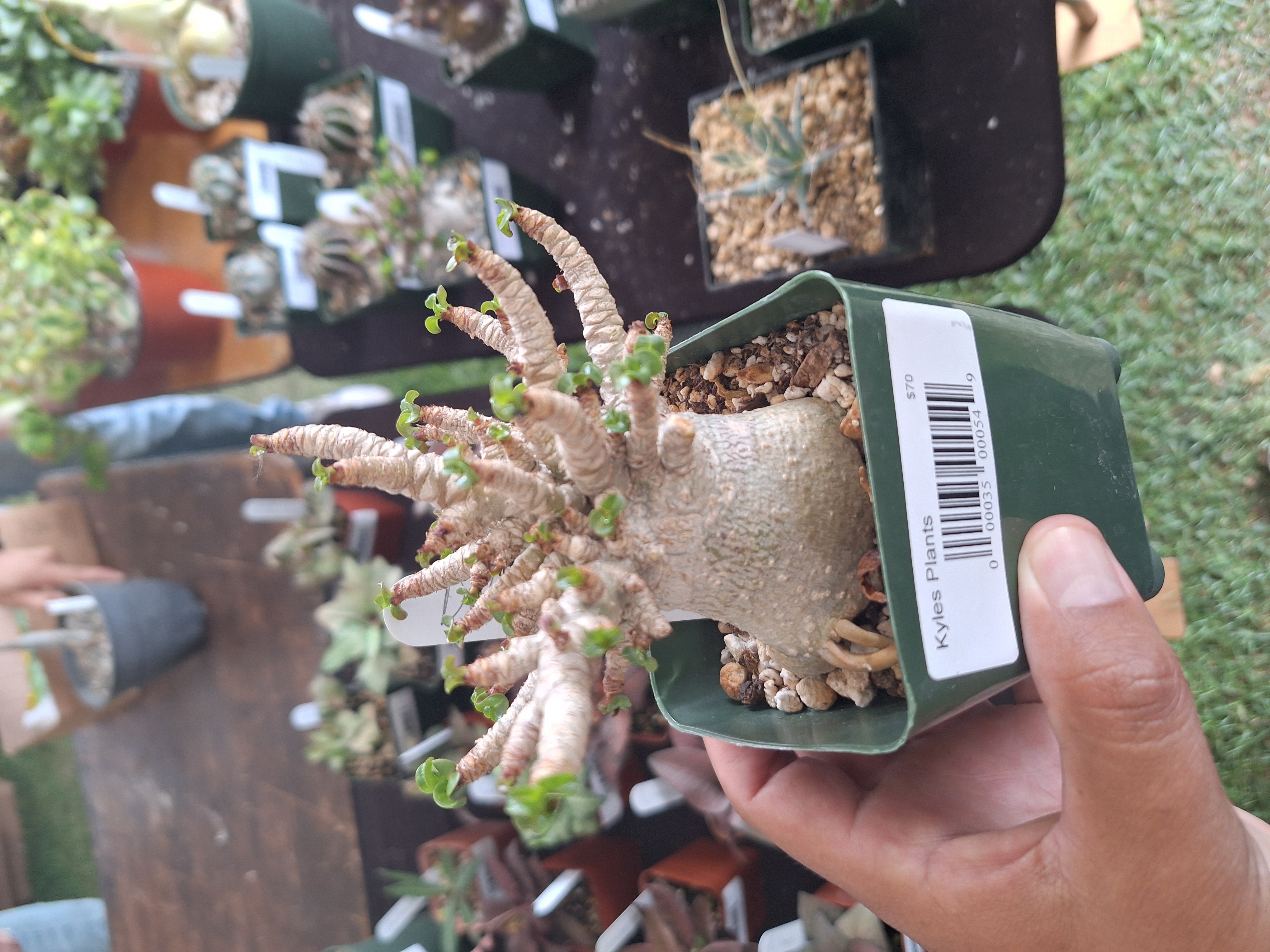 doom-plant-lol